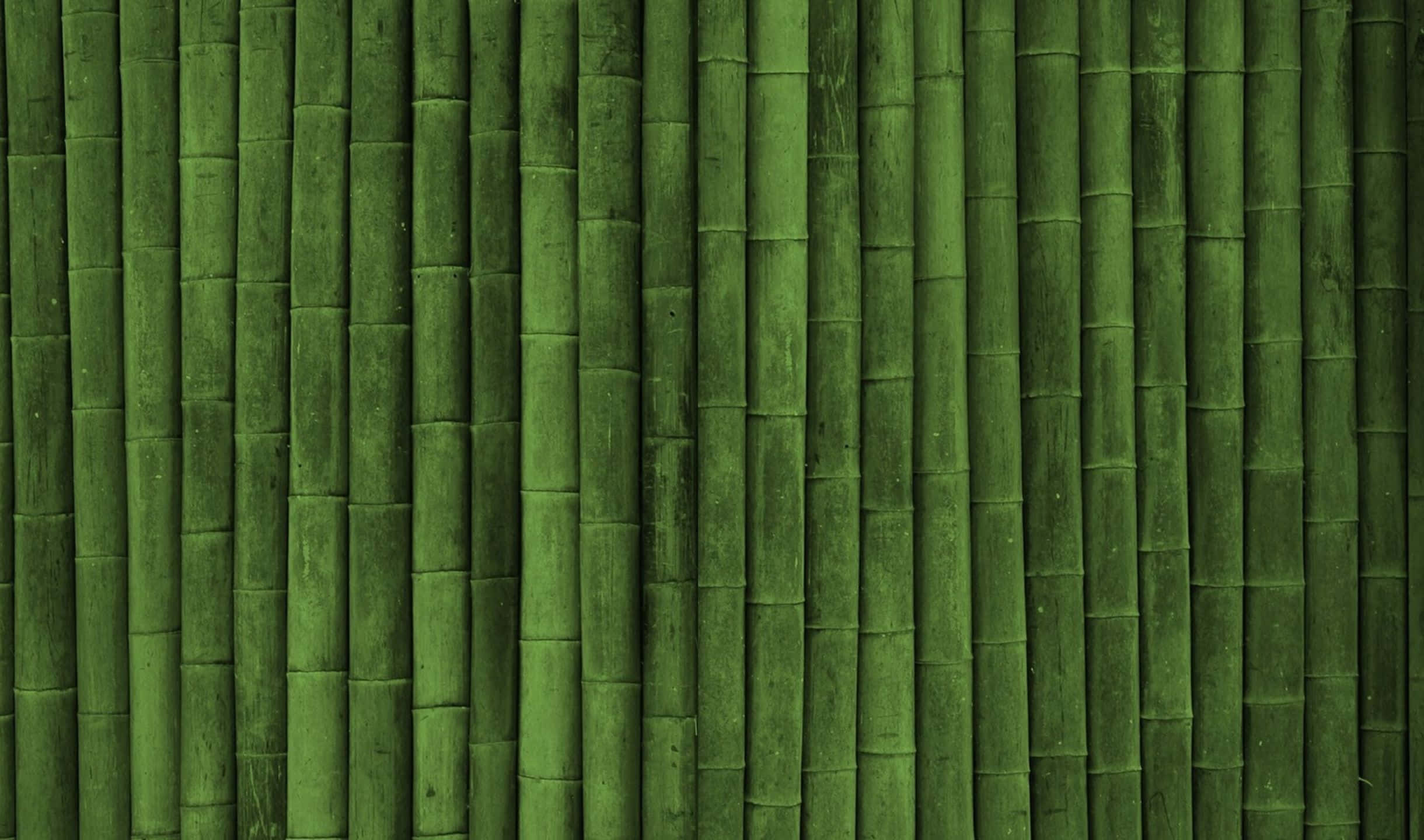 2440x1440 桌布 壁紙 — 垂直的綠色竹莖形成帶有紋理的自然牆壁，色調和紋理有細微變化。