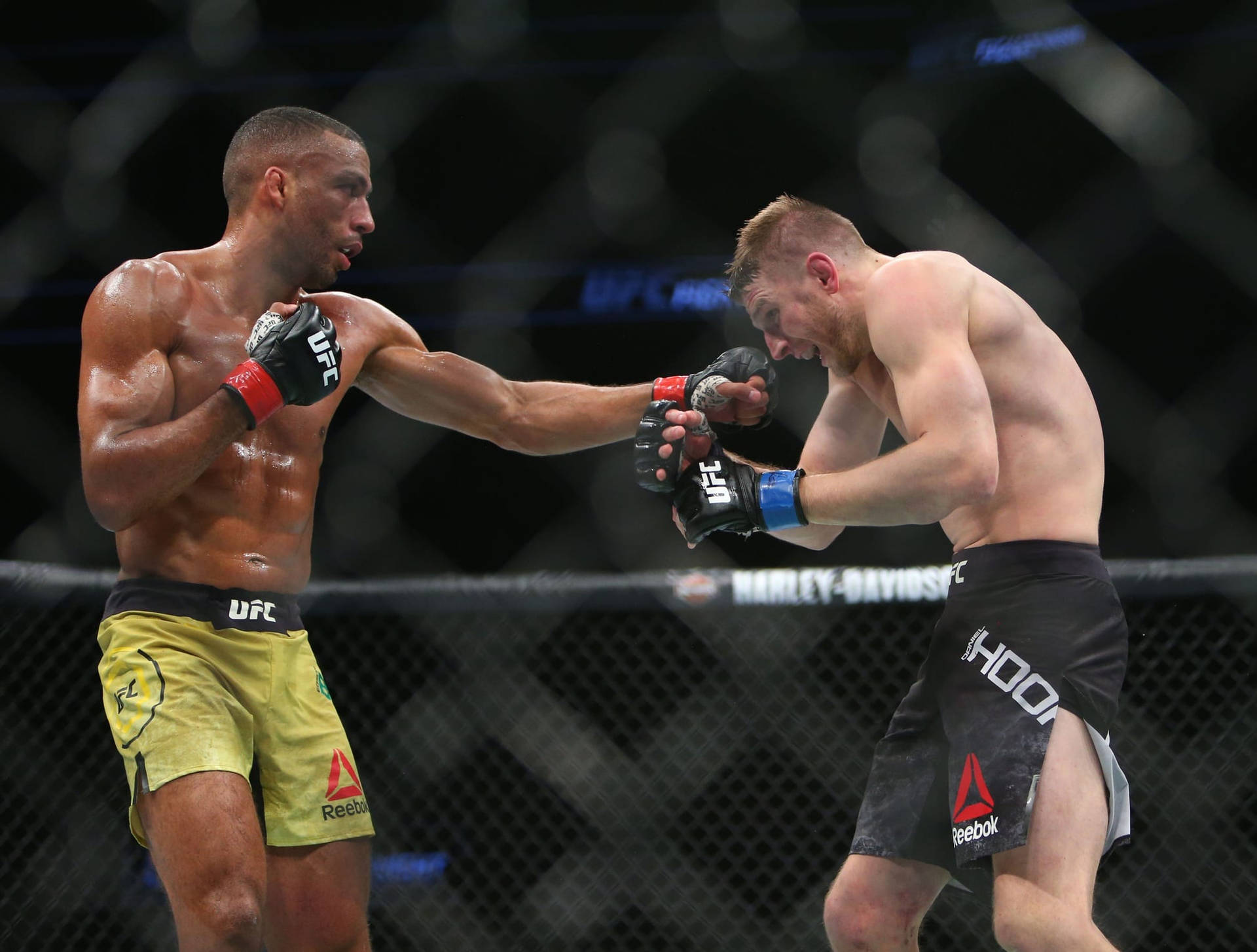 兩名戴著MMA手套的男性拳手在八角籠內互相出拳。