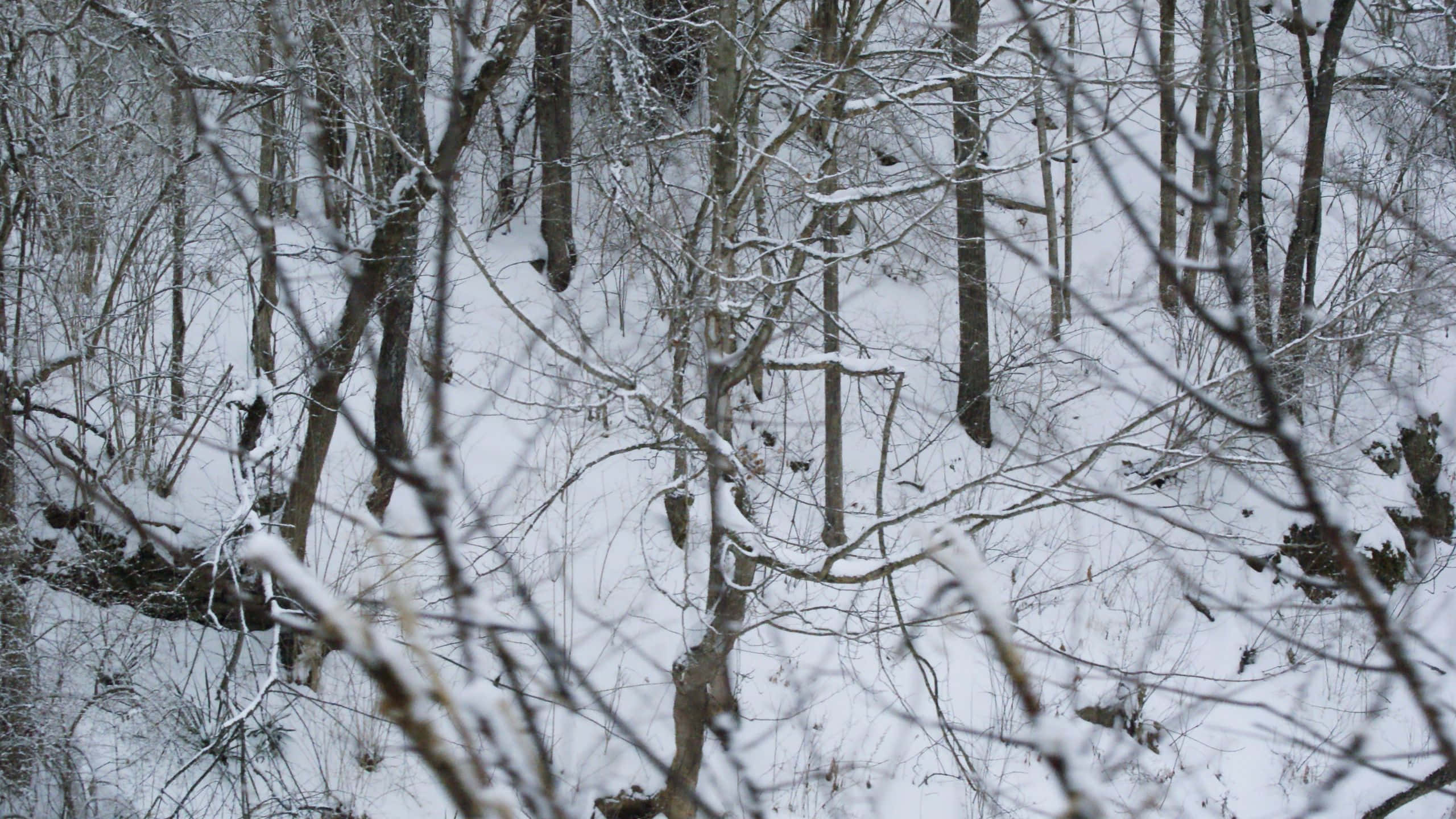 城市天際線的空中視角 壁紙 — 白雪覆蓋寂靜森林中光禿的冬季樹木，霜凍的樹枝框住了場景。