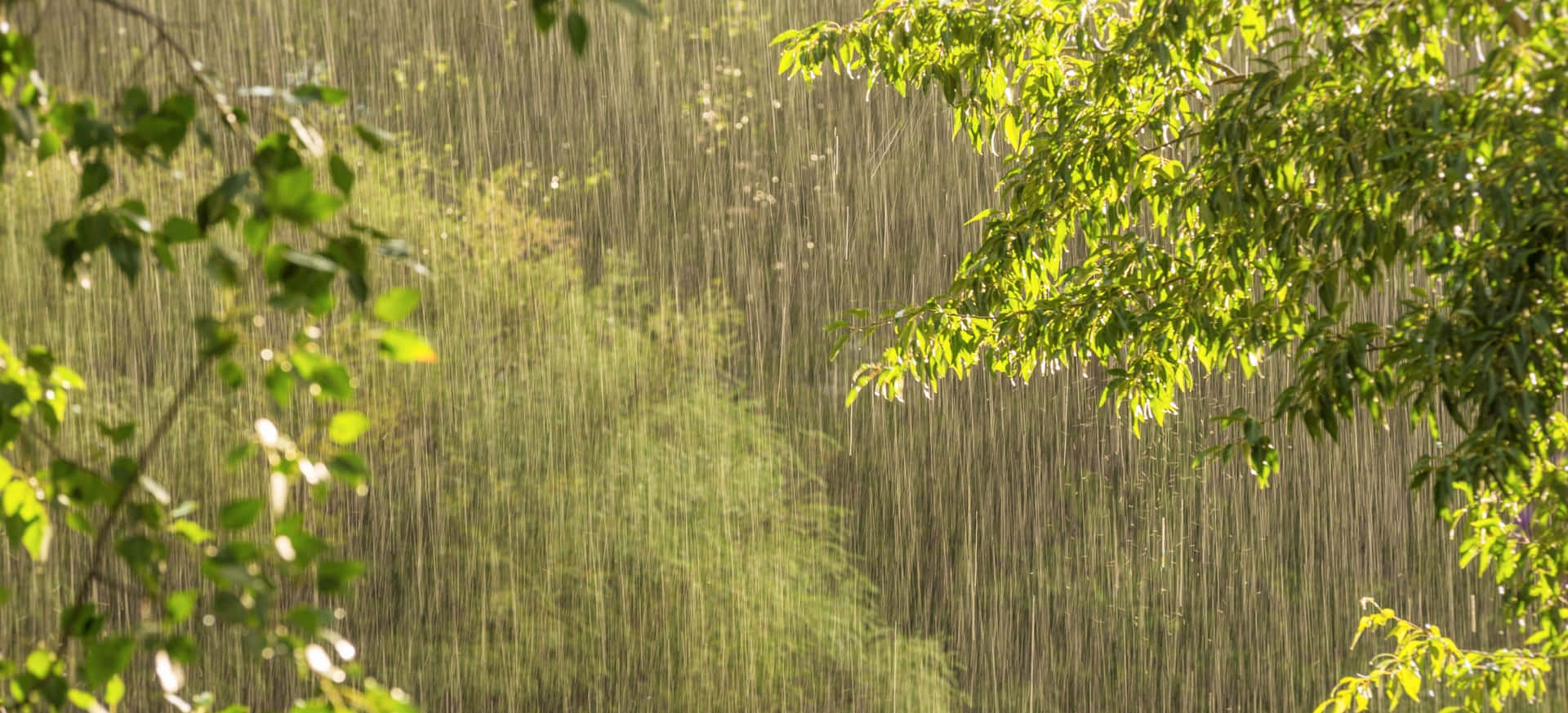 雨水穿過森林中陽光照耀的綠色樹枝落下