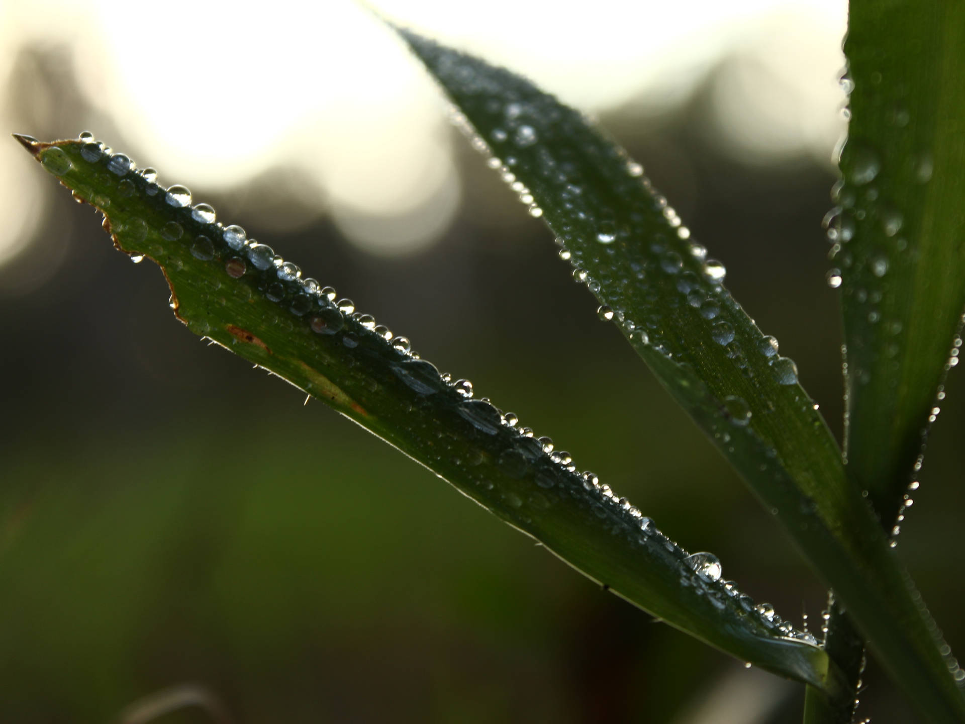 城市晨光寧靜景觀 壁紙 — 陽光在依附於鮮綠草葉上的露珠上閃爍，背景柔和模糊。