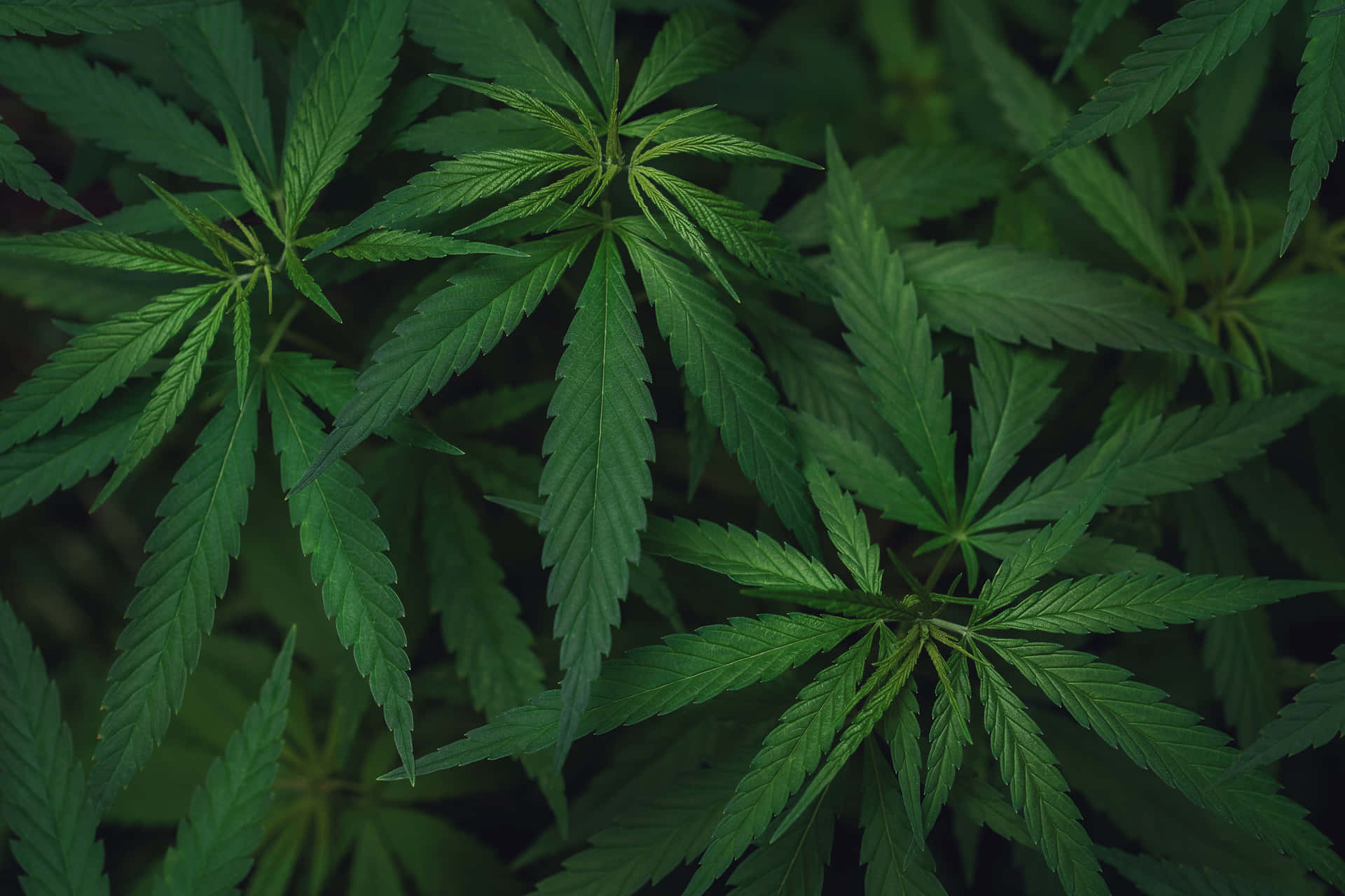 大麻葉特寫，邊緣鋸齒狀，葉脈深邃。