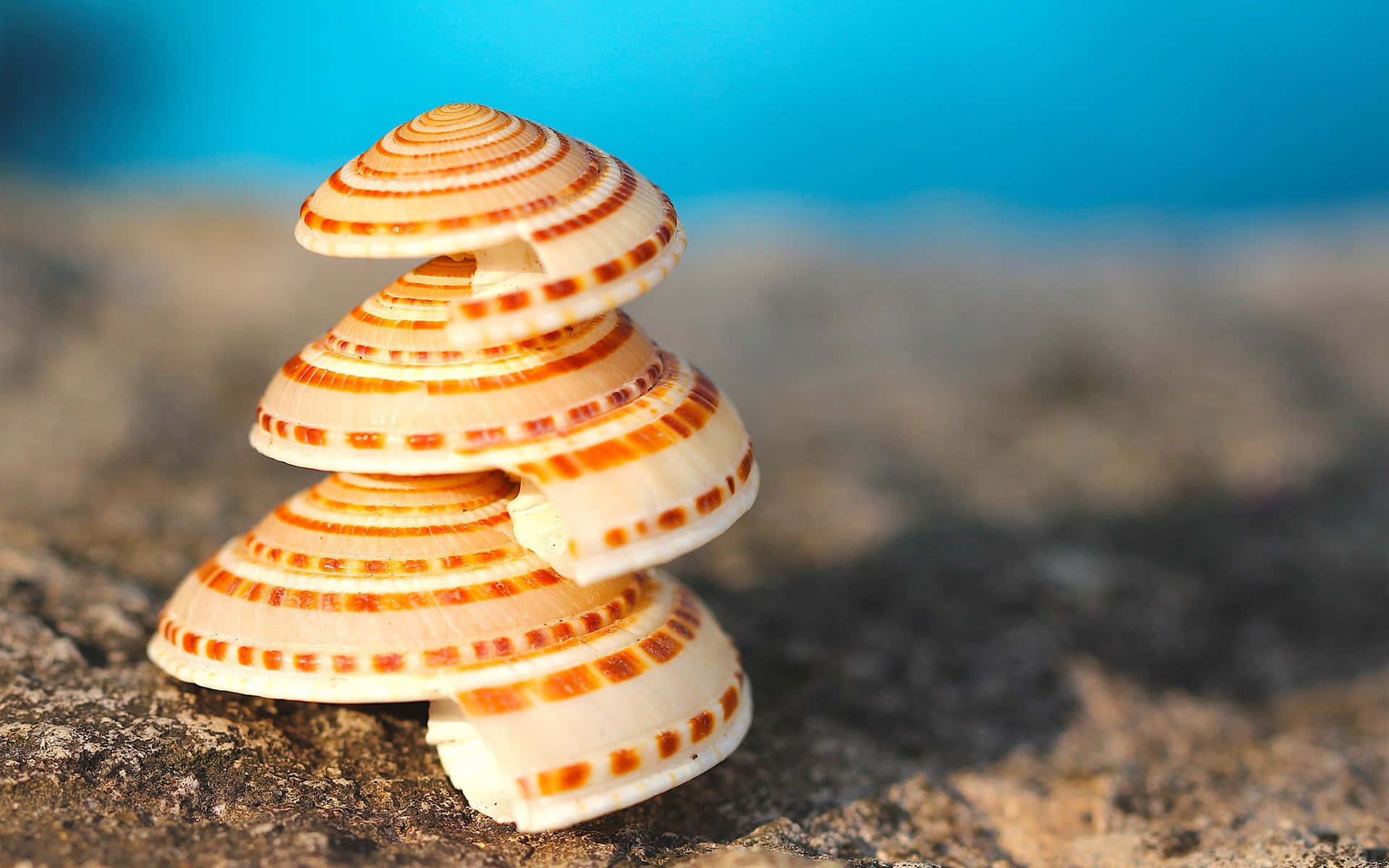 Shell 桌布 壁紙 — 堆疊的條紋貝殼在紋理岩石上形成螺旋塔，背景是充滿活力的藍色海洋。