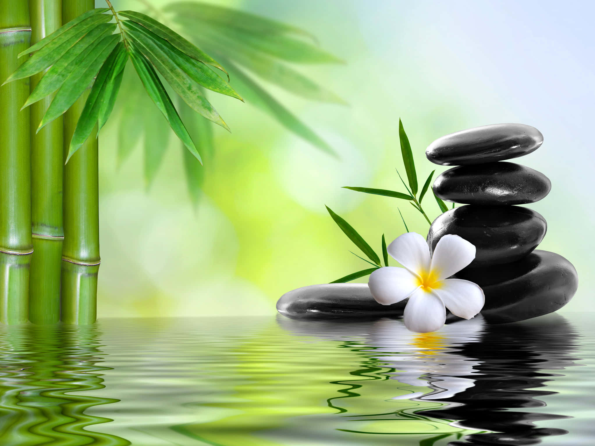 Spa Treatments 桌布 壁紙 — 堆疊的黑色石頭和一朵白色雞蛋花在平靜的水面上，旁邊是綠色的竹莖，在柔和的光線下。