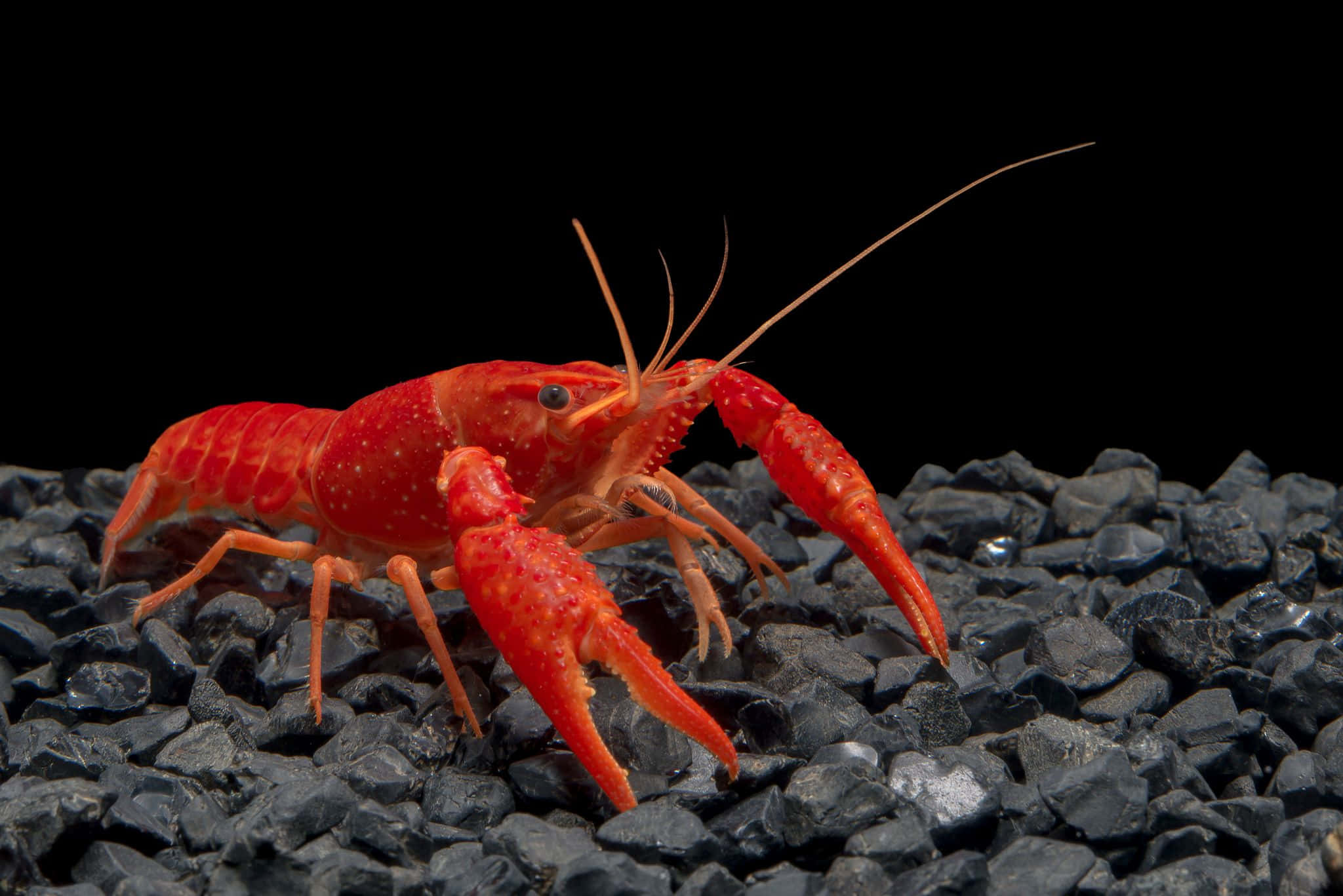 堆積如山的新鮮 crawfish，等待漁夫收穫 壁紙 — 一隻鮮紅色的龍蝦站在深灰色礫石上，背景是純黑色。