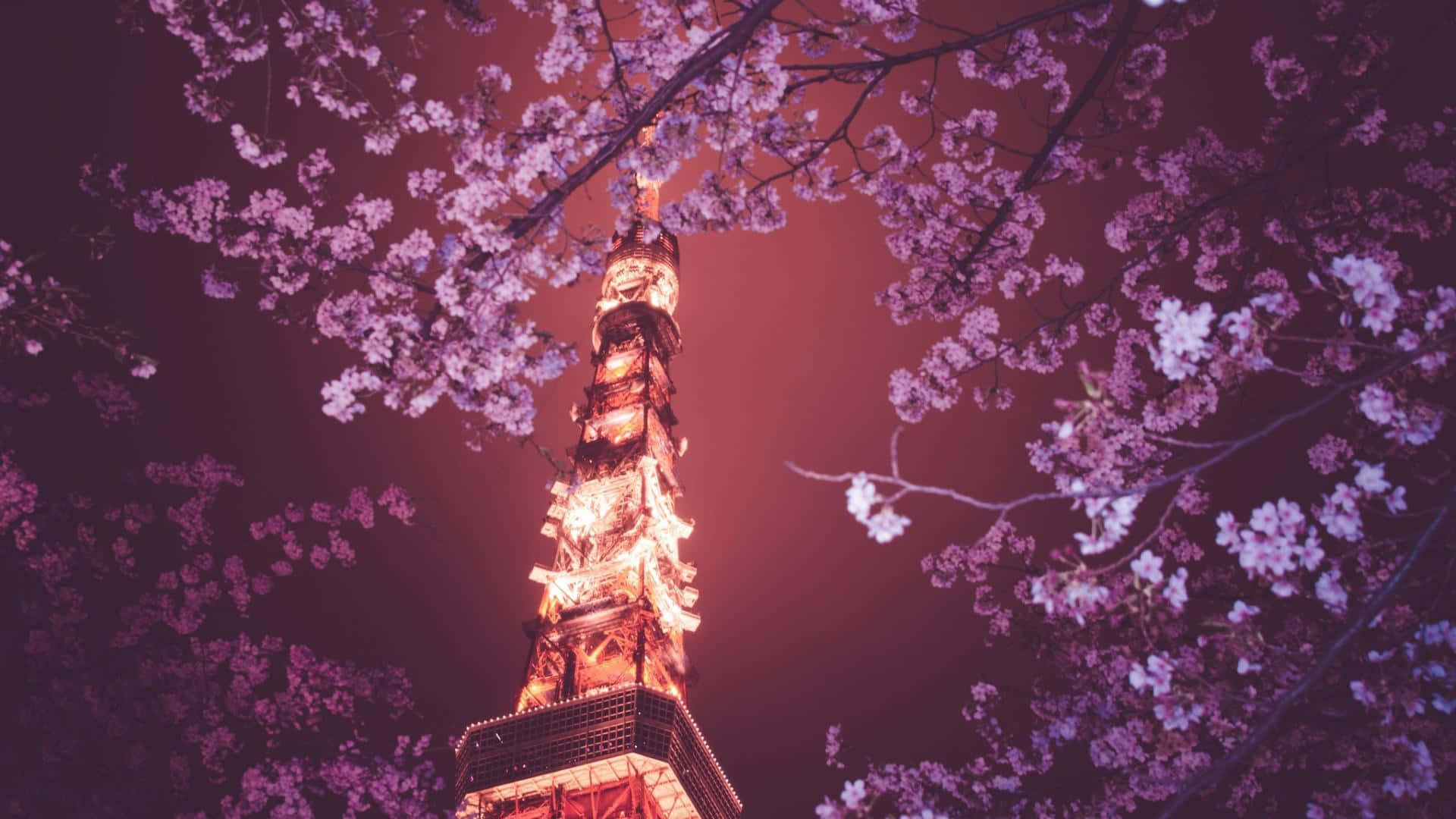 櫻花在洋紅色夜空下環繞著夜晚亮燈的東京鐵塔。
