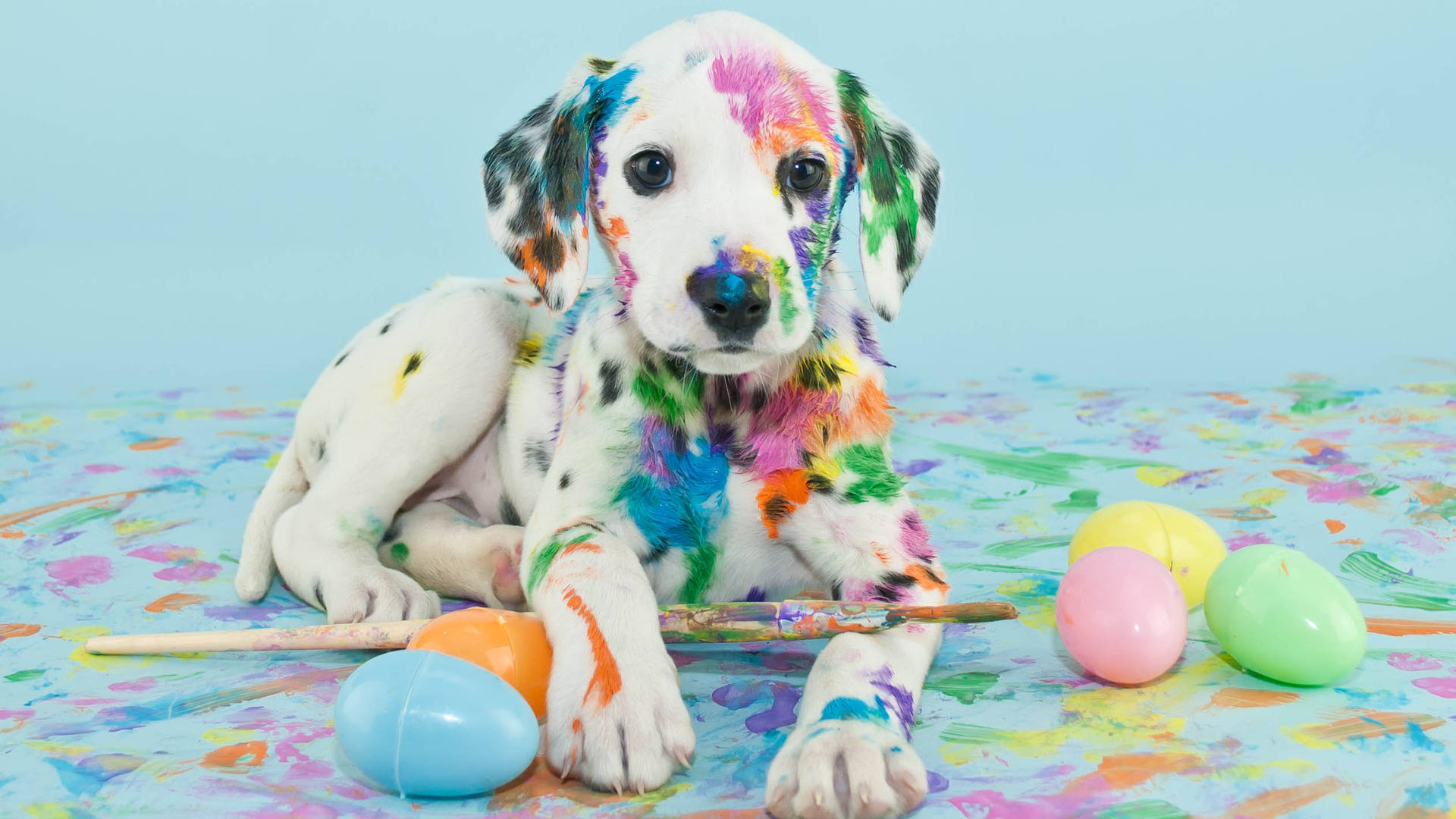 一隻沾滿油漆的幼犬被色彩繽紛的表面上的復活蛋包圍。