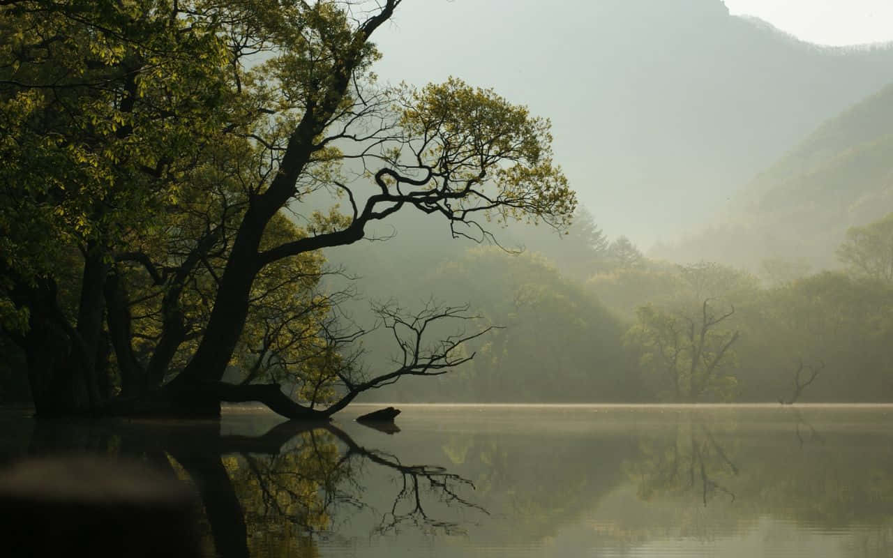 塞拉利昂山脈的壯麗風景 壁紙 — 一棵孤樹伸展枝椏，立於霧氣瀰漫的水中，映照著朦朧的山巒和黎明柔和的金色光芒。