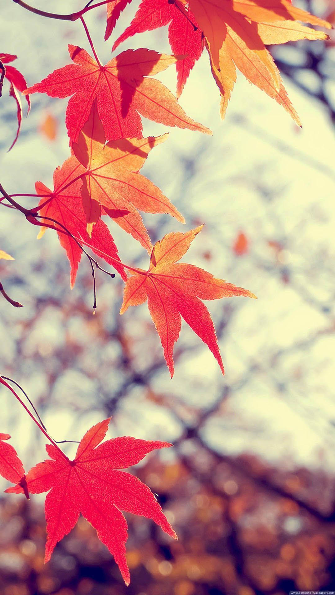 秋天樹枝上鮮紅色和橙色楓葉的特寫。
