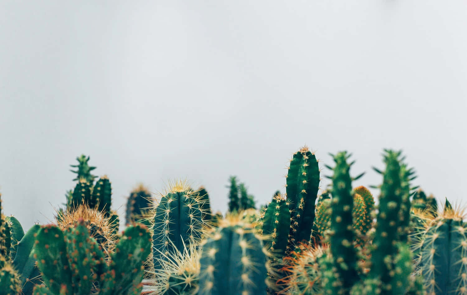 墨西哥仙人掌系列美學 壁紙 — 一簇綠色仙人掌帶有黃色刺，在柔和的灰色天空下，呈現極簡沙漠場景。