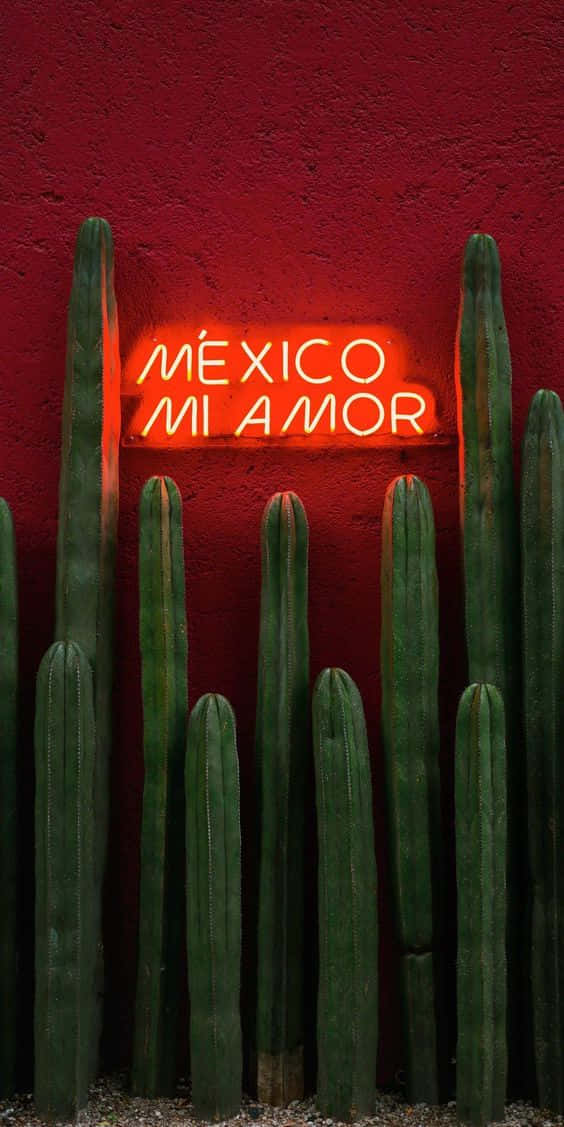 霓虹燈牌Mexico Mi Amor在綠色仙人掌後面發出紅光，背景是紅色牆壁。