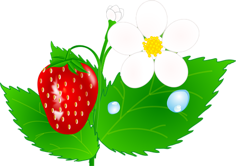 士多啤梨植物插圖 壁紙