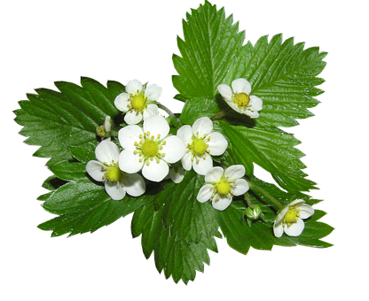 士多啤梨植物花朵 壁紙