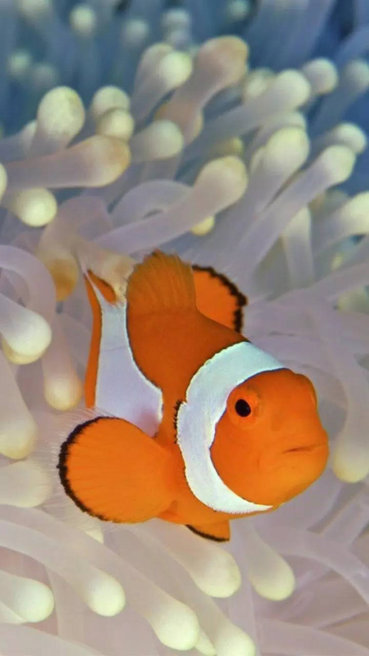 壯觀小丑魚 iPhone 壁紙 — 一條鮮豔的橙色小丑魚帶有白色條紋，好奇地從柔軟的白色海葵中探出頭來。