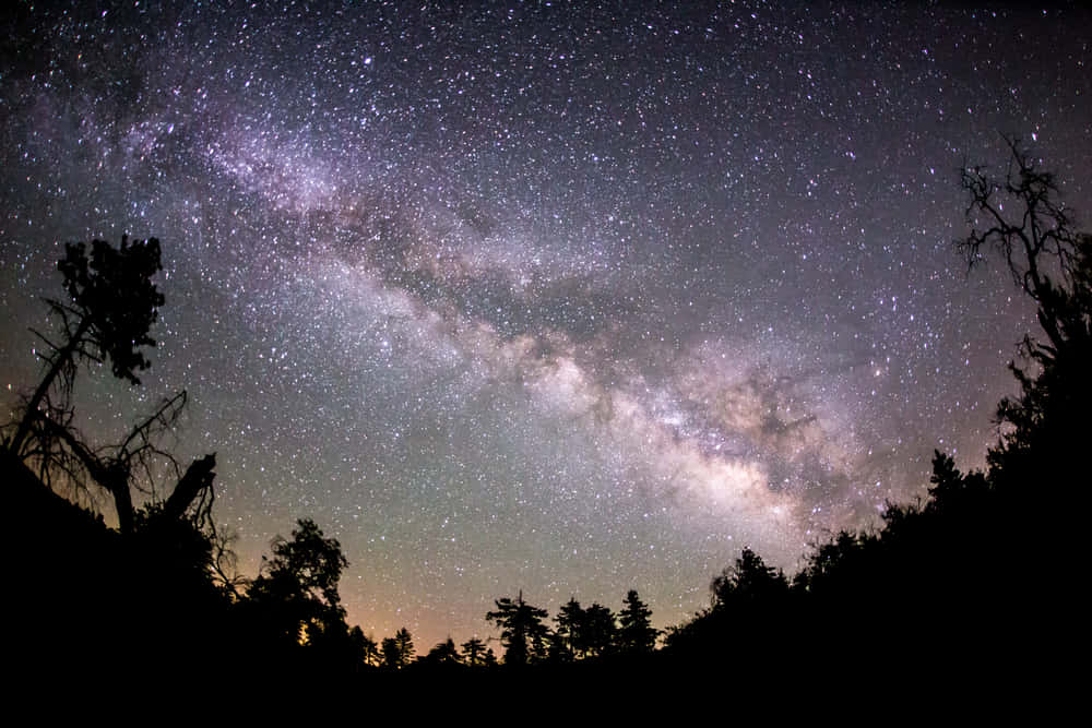 壯觀的夜空景象 壁紙 — 令人嘆為觀止的銀河系景觀，在佈滿星星的夜空中拱起，越過剪影般的樹木。