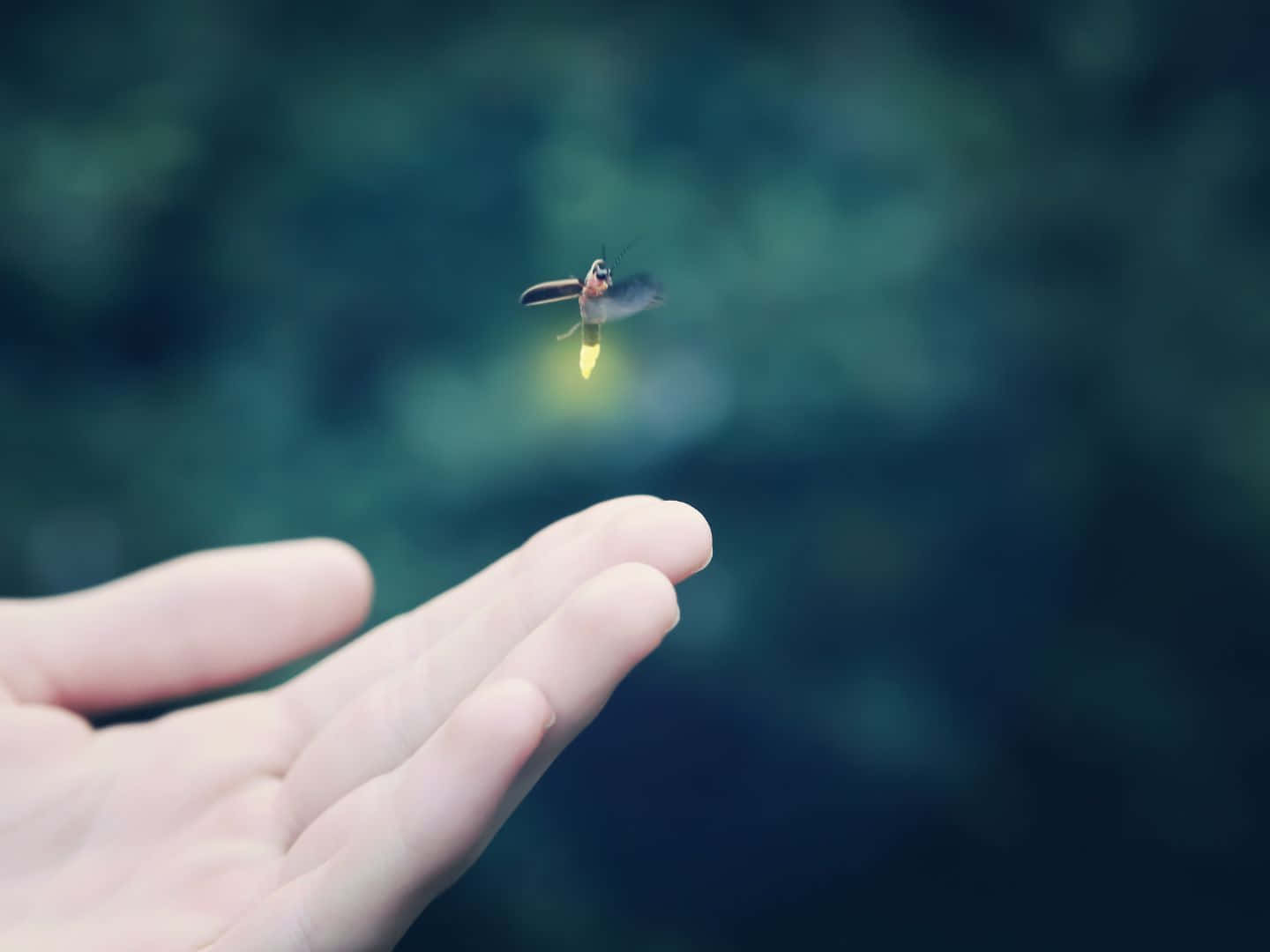 壯觀的彩色日落 壁紙 — 一隻發光的螢火蟲在伸出的手附近盤旋，背景是柔和模糊的綠色。