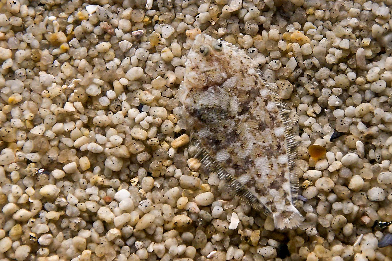 壯觀的扁魚偽裝 壁紙 — 一條偽裝的比目魚靜止不動地躺在圓卵石和沙子上。