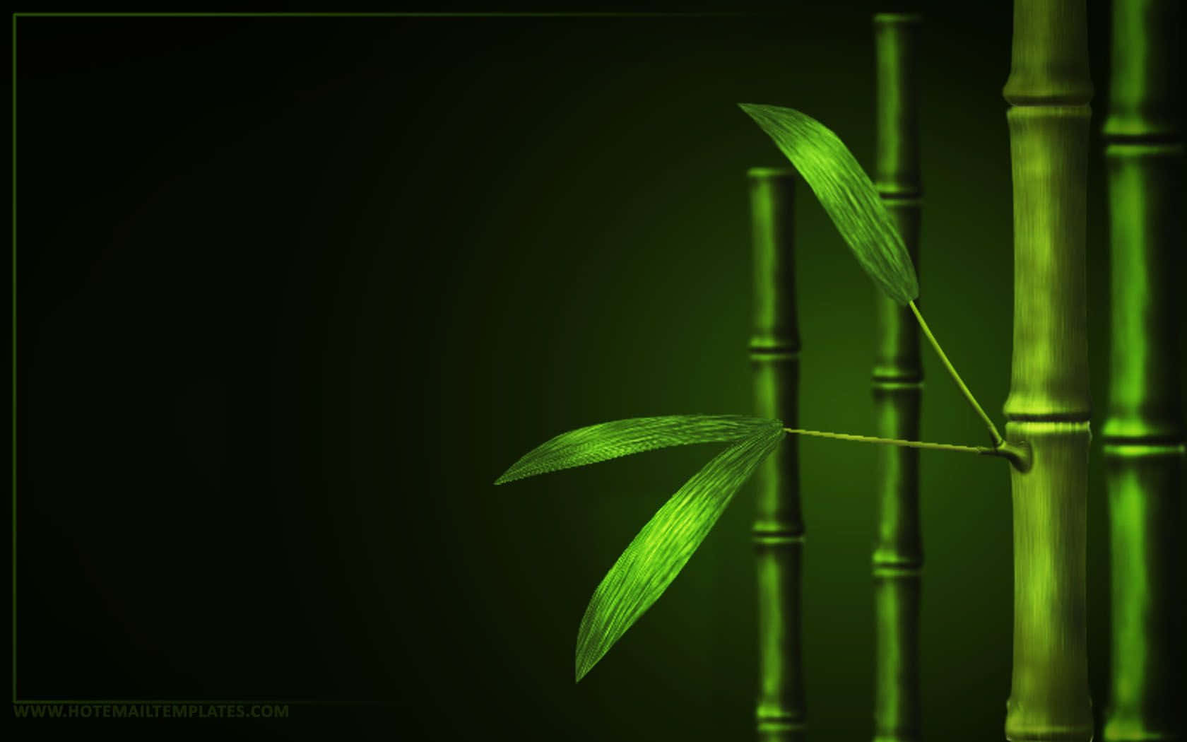 在深綠色調中發光的竹莖和葉子。