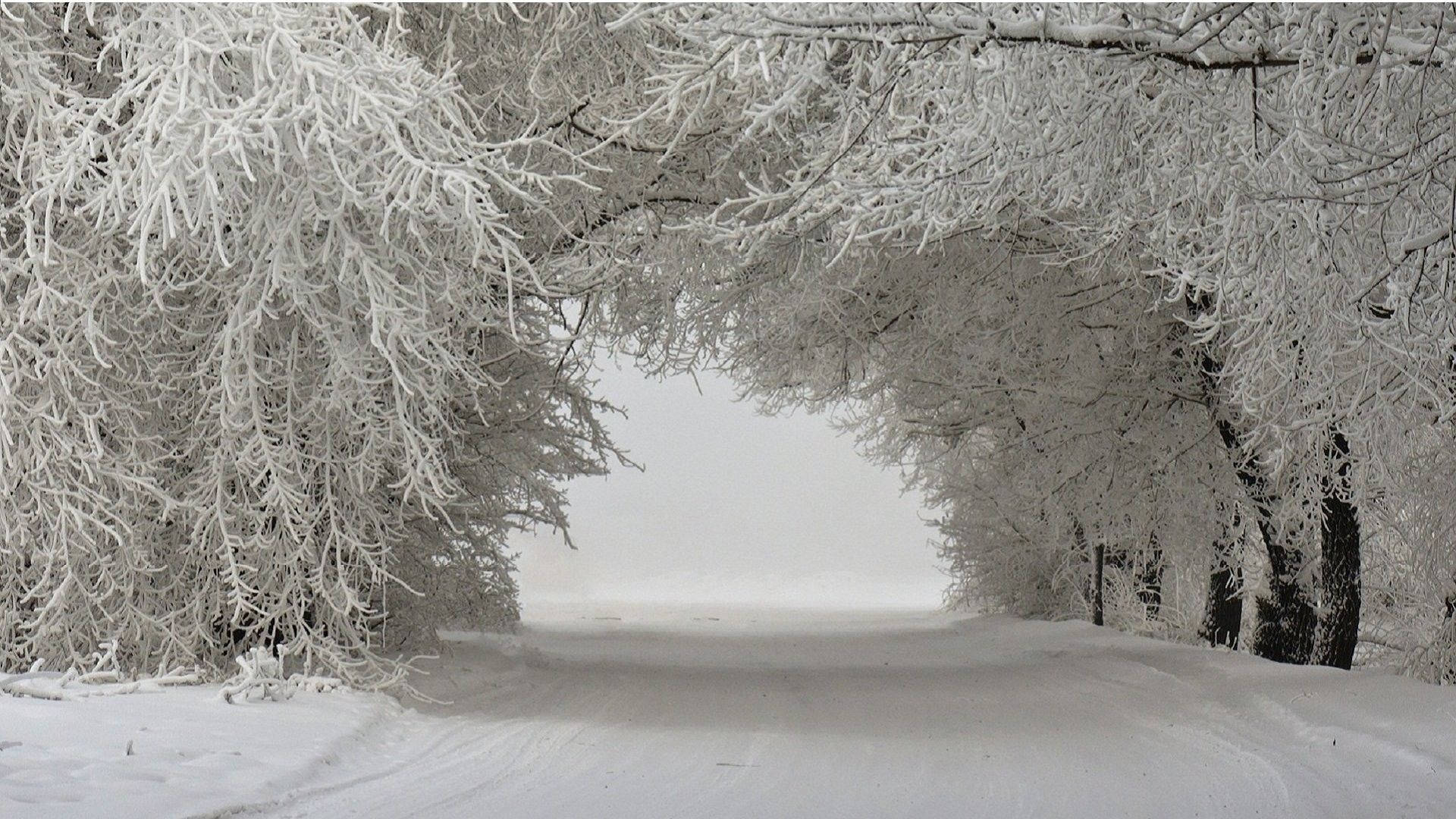 壯麗冬日風景 壁紙 — 一條積雪的道路蜿蜒穿過一條由霜凍樹木組成的隧道，在朦朧的冬日天空下。