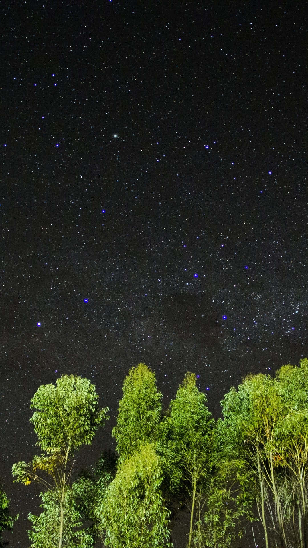 高聳的綠樹框住了一片廣闊的星空夜空。