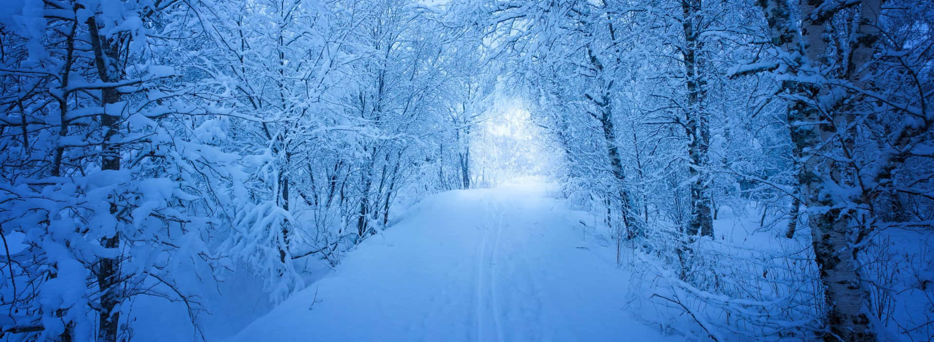 冬日天空下散發藍色光芒的雪森林小徑