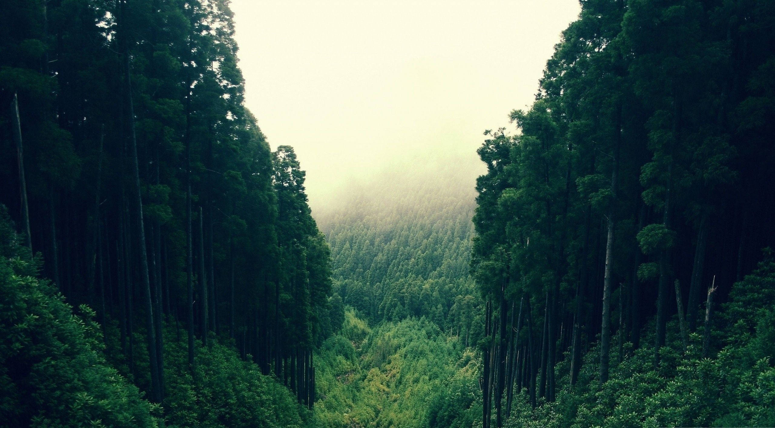 壯麗森林全景 壁紙 — 高聳的常綠樹環繞著一個被柔和漫射光沐浴的霧谷，營造出寧靜的森林景觀。