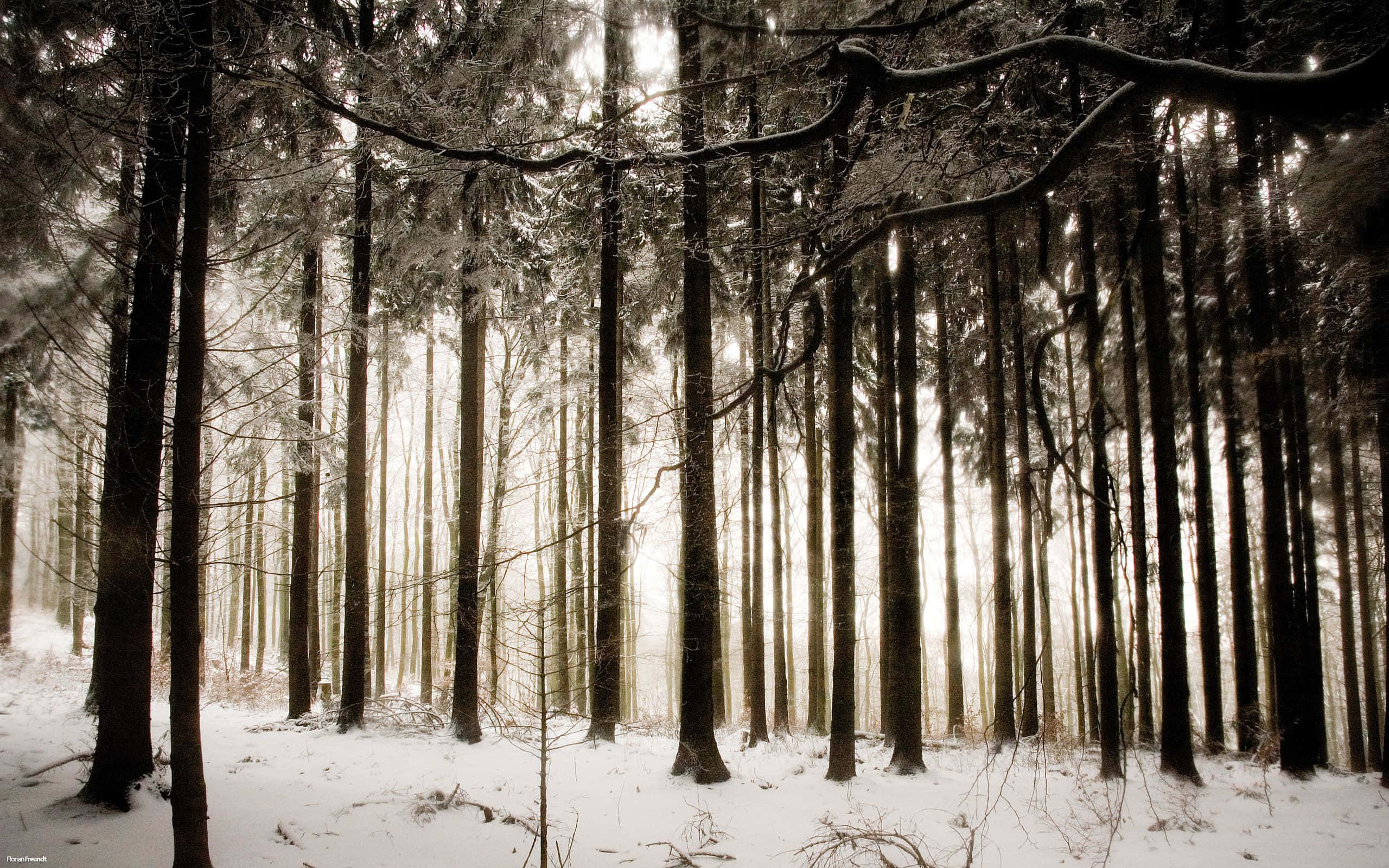 壯麗森林風景 壁紙 — 陽光穿過白雪覆蓋的松樹，灑落在寧靜的冬日森林中。