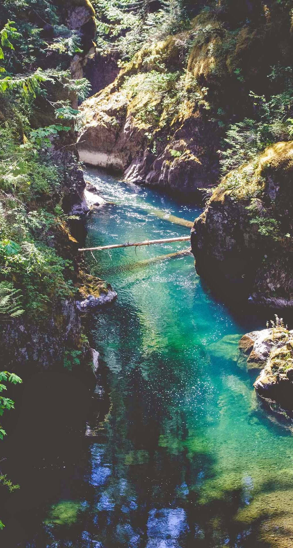 一條清澈的藍綠色河流流過長滿苔蘚的森林峽谷，有一條倒下的木橋。