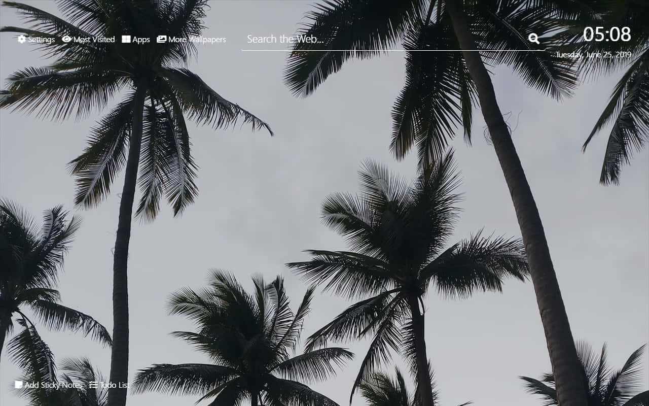 壯麗熱帶天堂 壁紙 — 剪影的棕櫚樹在熱帶黎明場景中伸向淡灰色的天空。