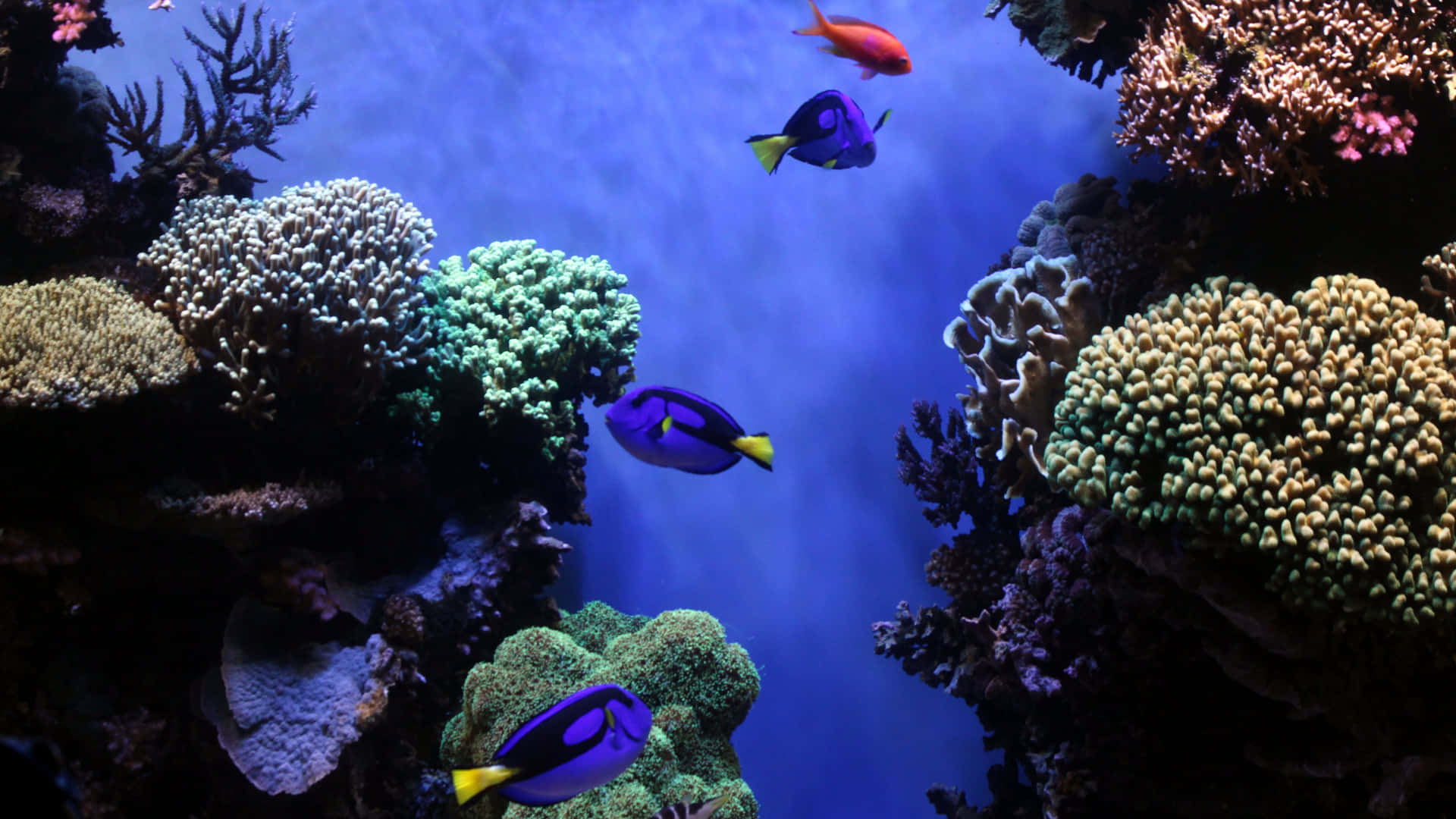 藍色刺尾魚在藍色海水中滑過珊瑚礁。