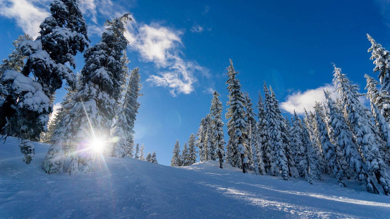 晴朗的冬日，陽光穿過積雪的松樹。
