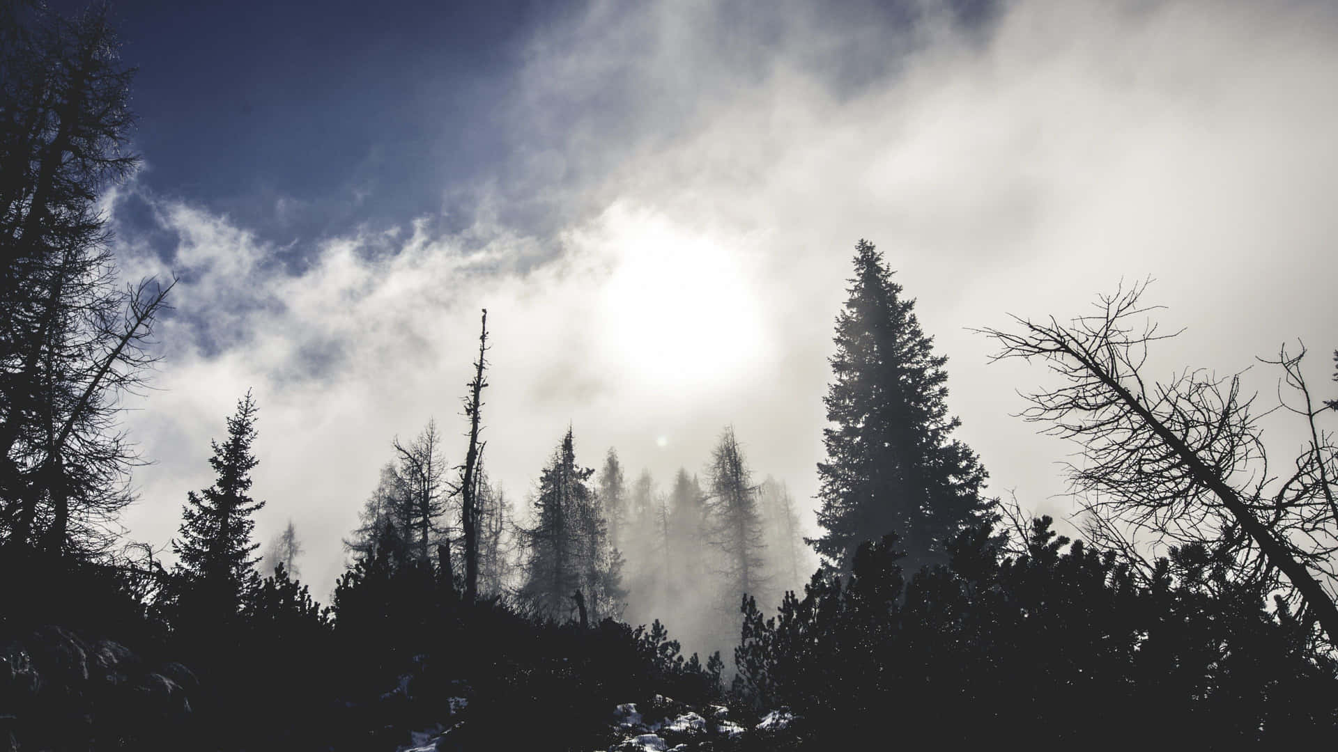 霧中的常綠樹，陽光穿過雲層照耀