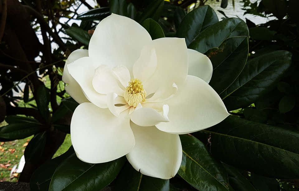 壯麗的木蘭花 壁紙 — 一朵純白木蘭花，黃色花蕊，在光澤深綠色葉子的背景下鮮豔盛開。