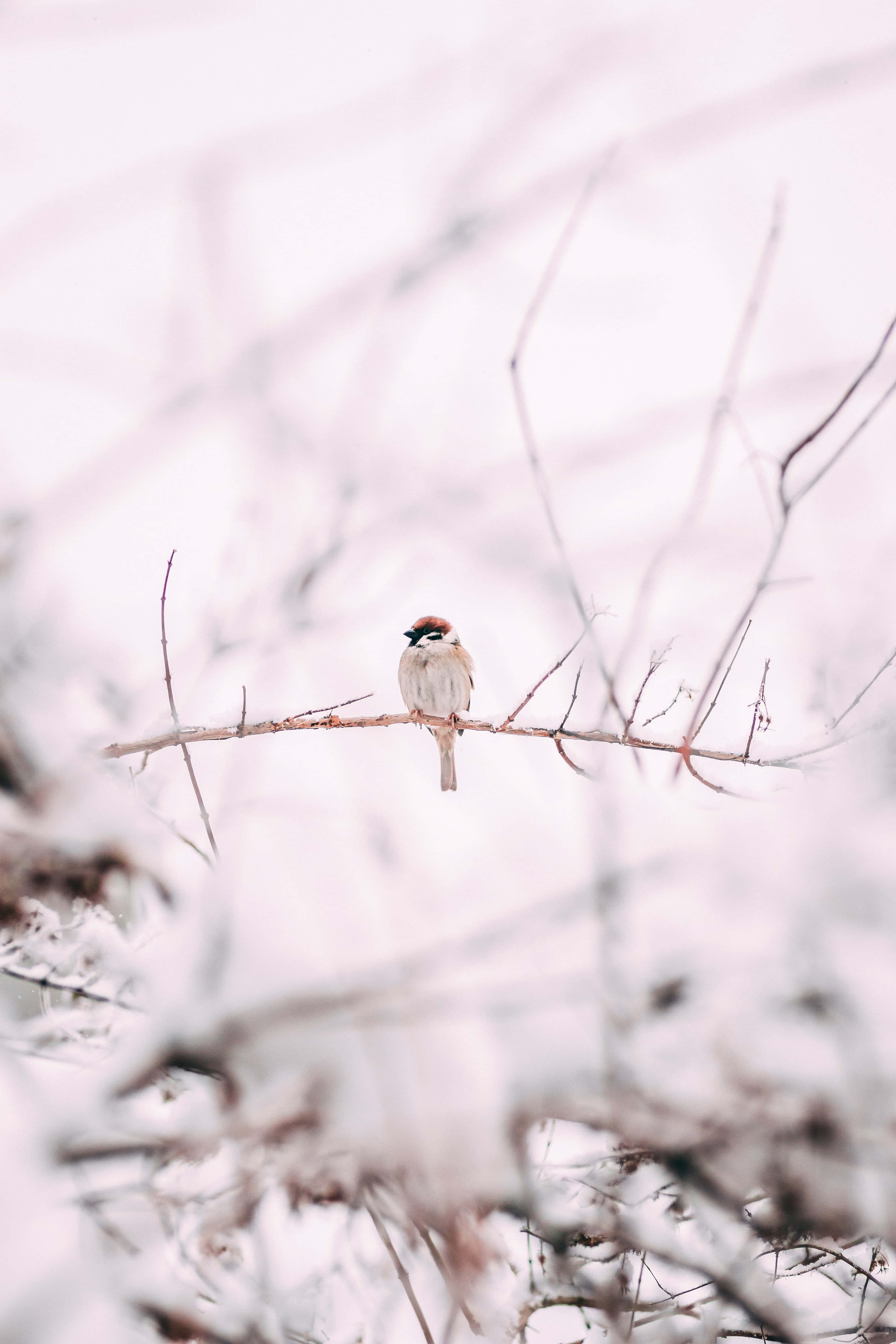 壯麗的海洋日落景色 壁紙 — 一隻小鳥平靜地棲息在覆蓋著雪的樹枝上，背景是柔和的白色冬日景色。