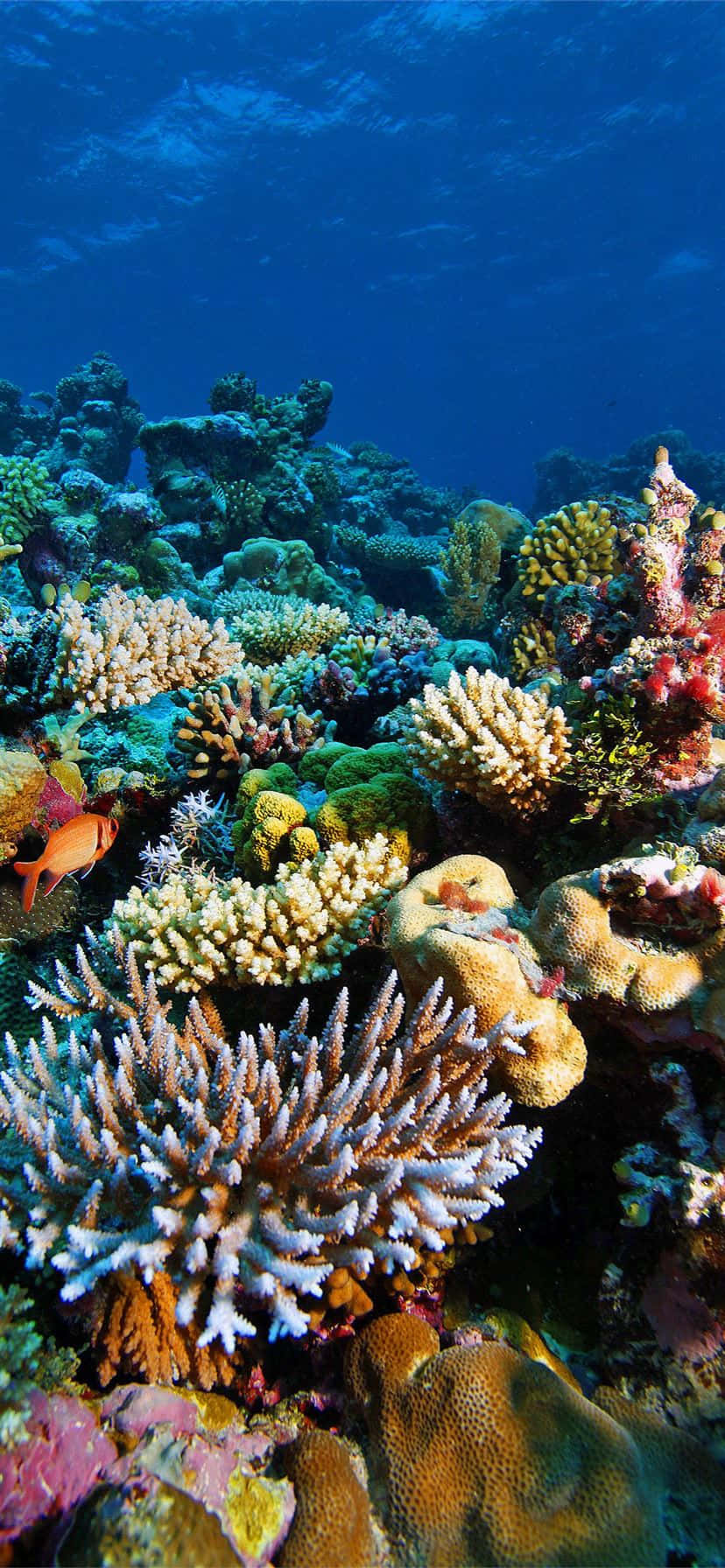 壯麗的珊瑚礁美景 壁紙 — 充滿活力的珊瑚礁，在清澈湛藍的海水下，色彩繽紛的魚類穿梭其中。