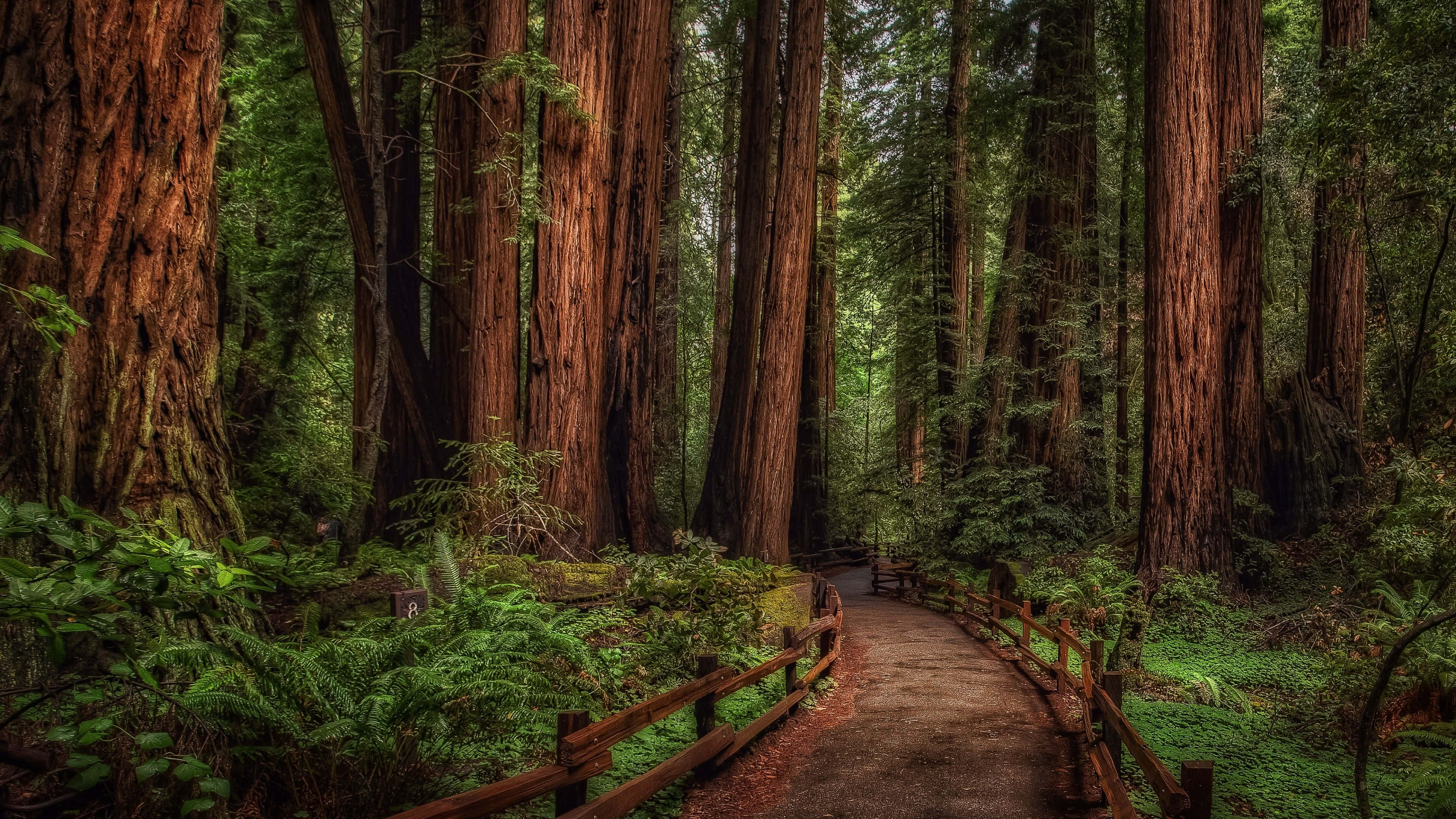 「壯麗的紅木樹」 壁紙 — 一條蜿蜒的木棧道穿過茂密的紅杉林，下方是茂盛的綠色蕨類植物。