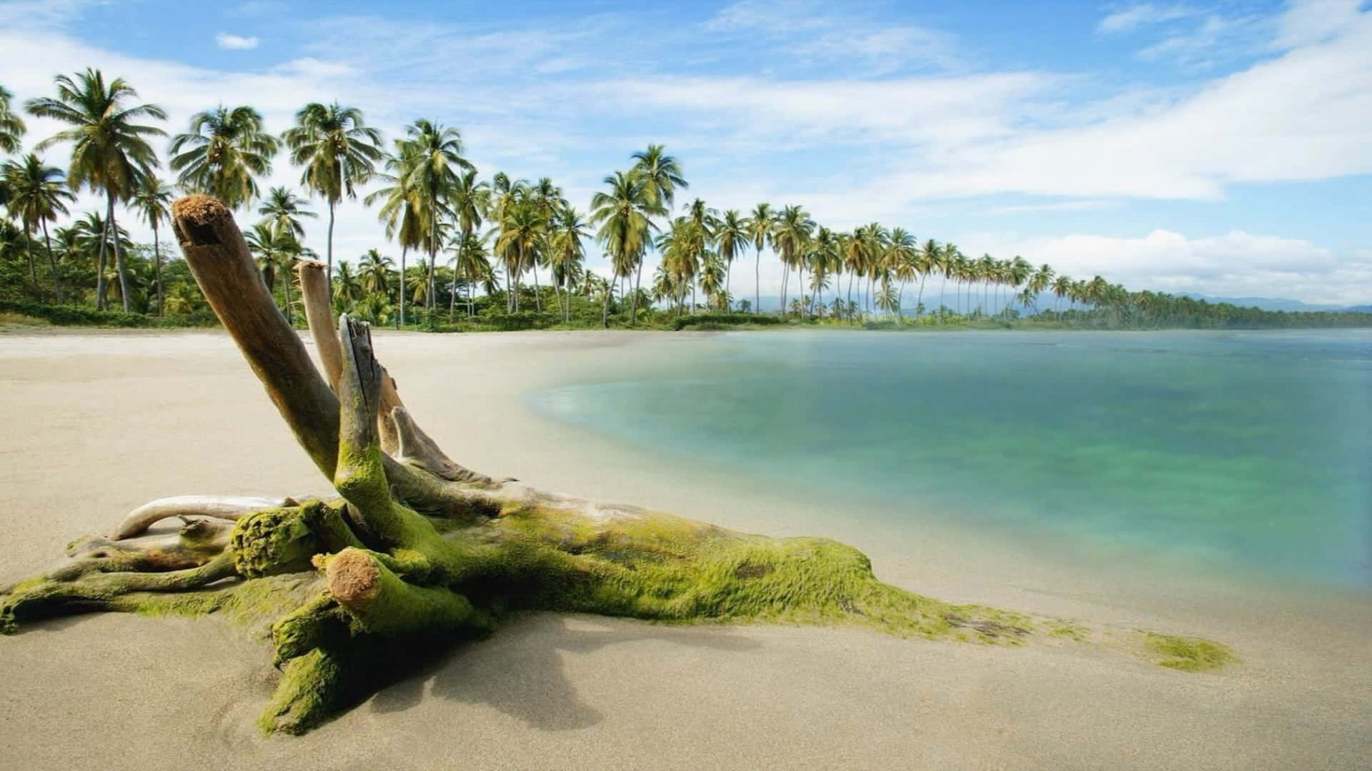 熱帶海灘上長滿苔蘚的浮木，伴隨著棕櫚樹和碧綠的海水。