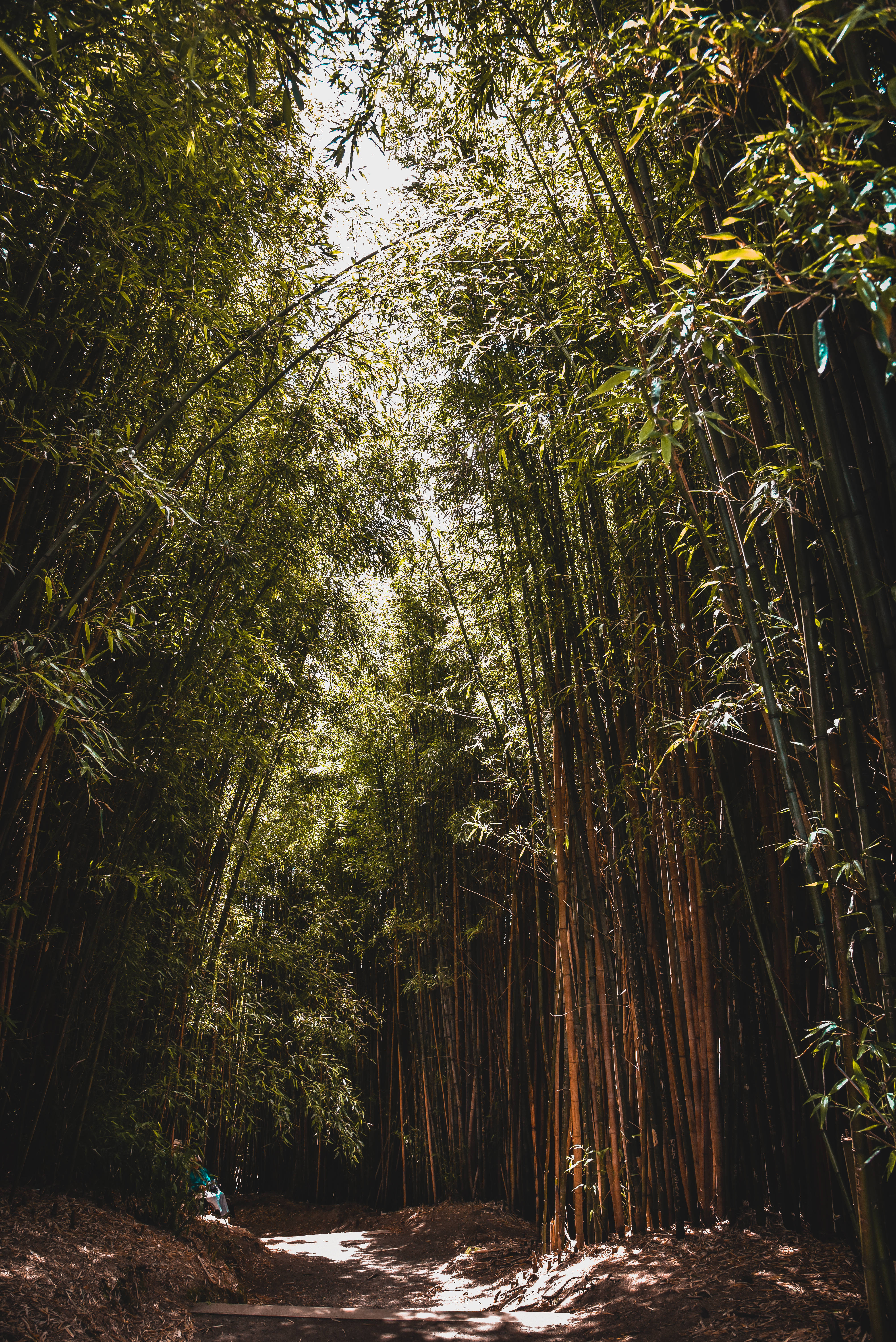 壯麗竹林高清 壁紙 — 陽光穿過高聳的竹莖，在蜿蜒的森林小徑上投下斑駁的陰影。