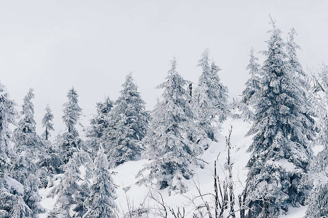 陰天天空下，寂靜冬日山坡上積雪的松樹。