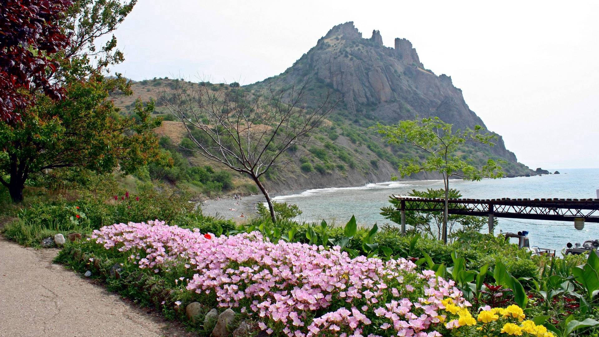 海邊小路旁的粉紅色和黃色花朵，背景是碼頭和岩石懸崖。