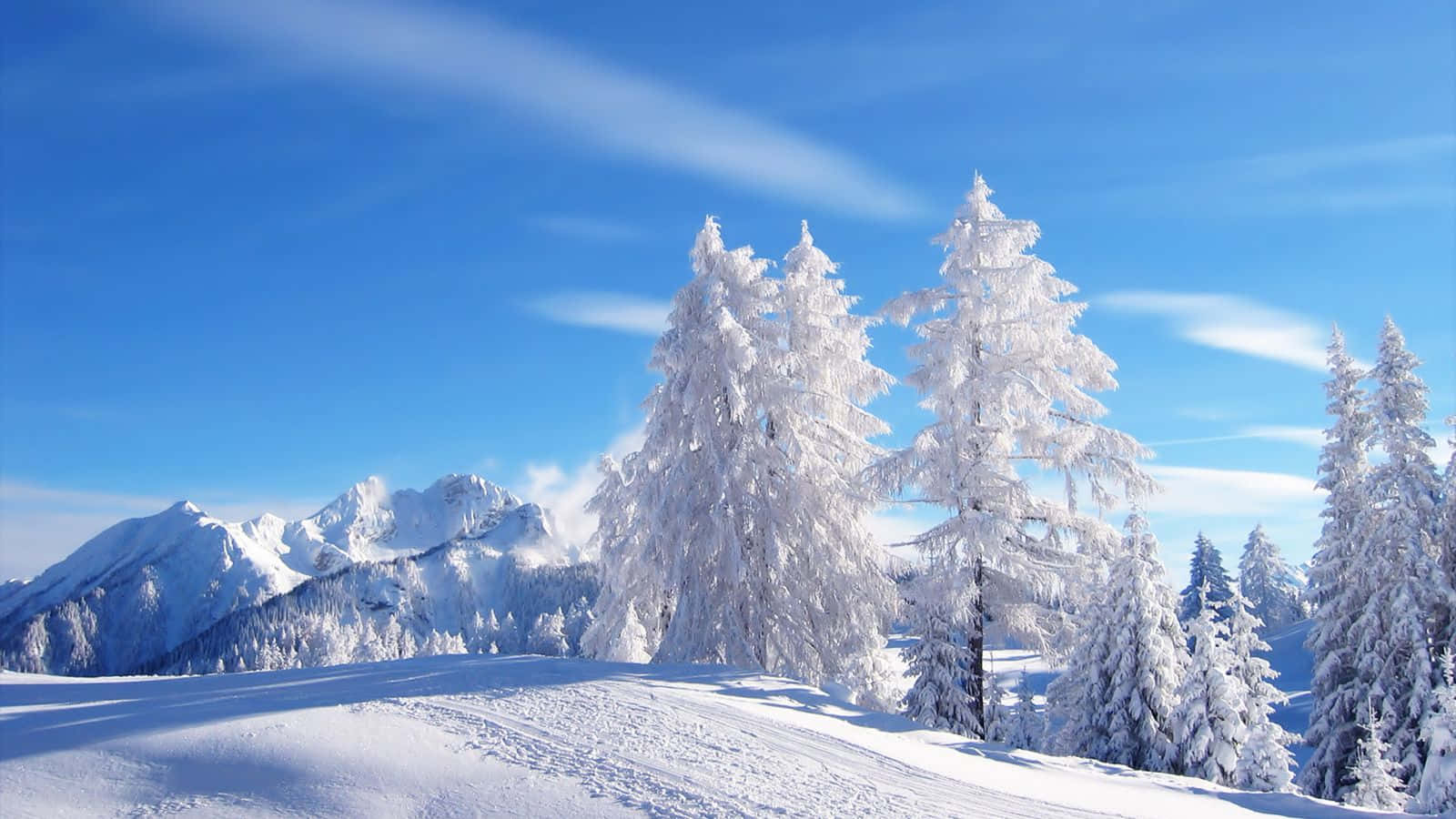 白雪覆蓋的松樹和山脈，在清澈的藍天下