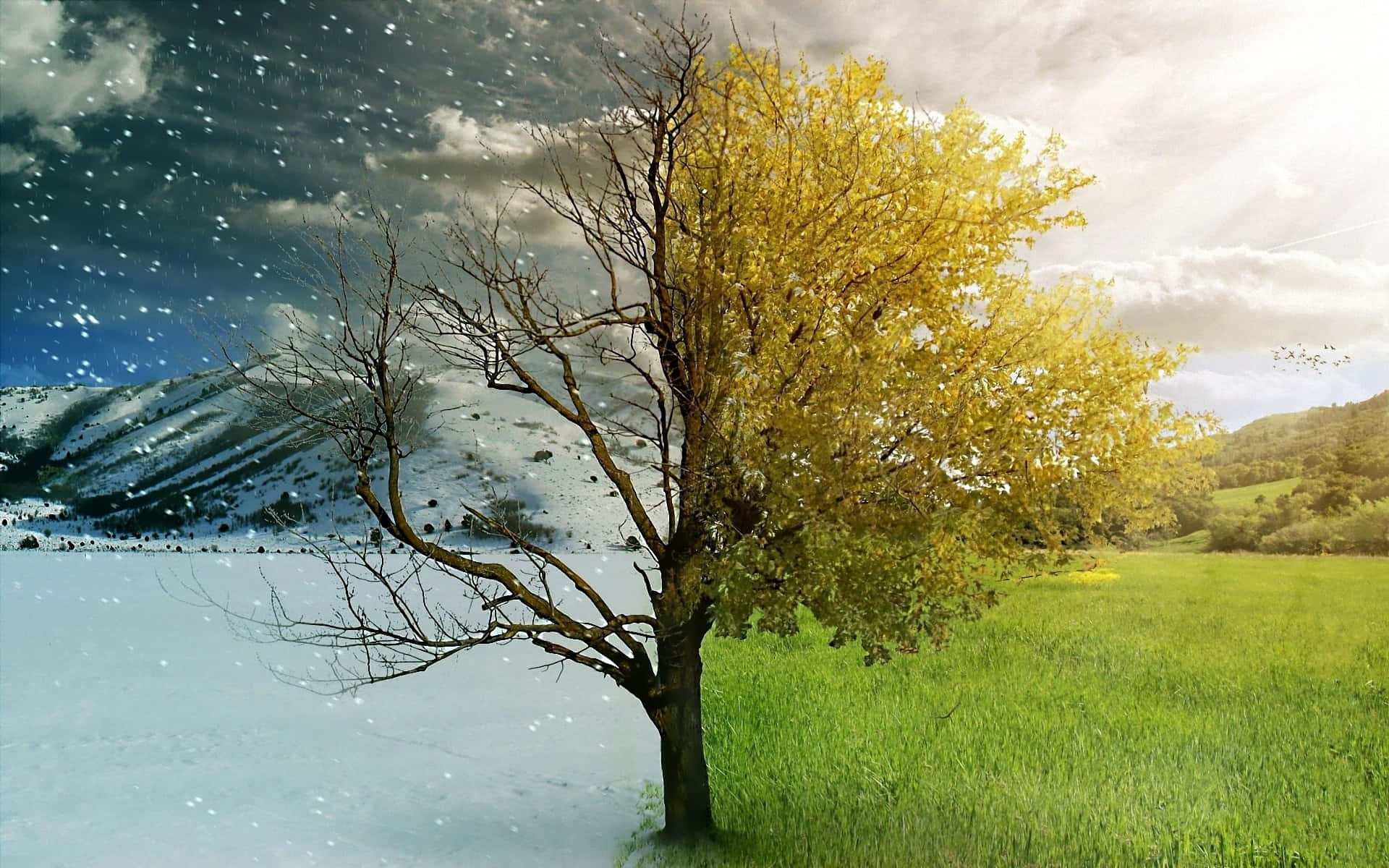 一棵樹，一半秋葉，一半光禿樹枝，在雪地上，風暴中。