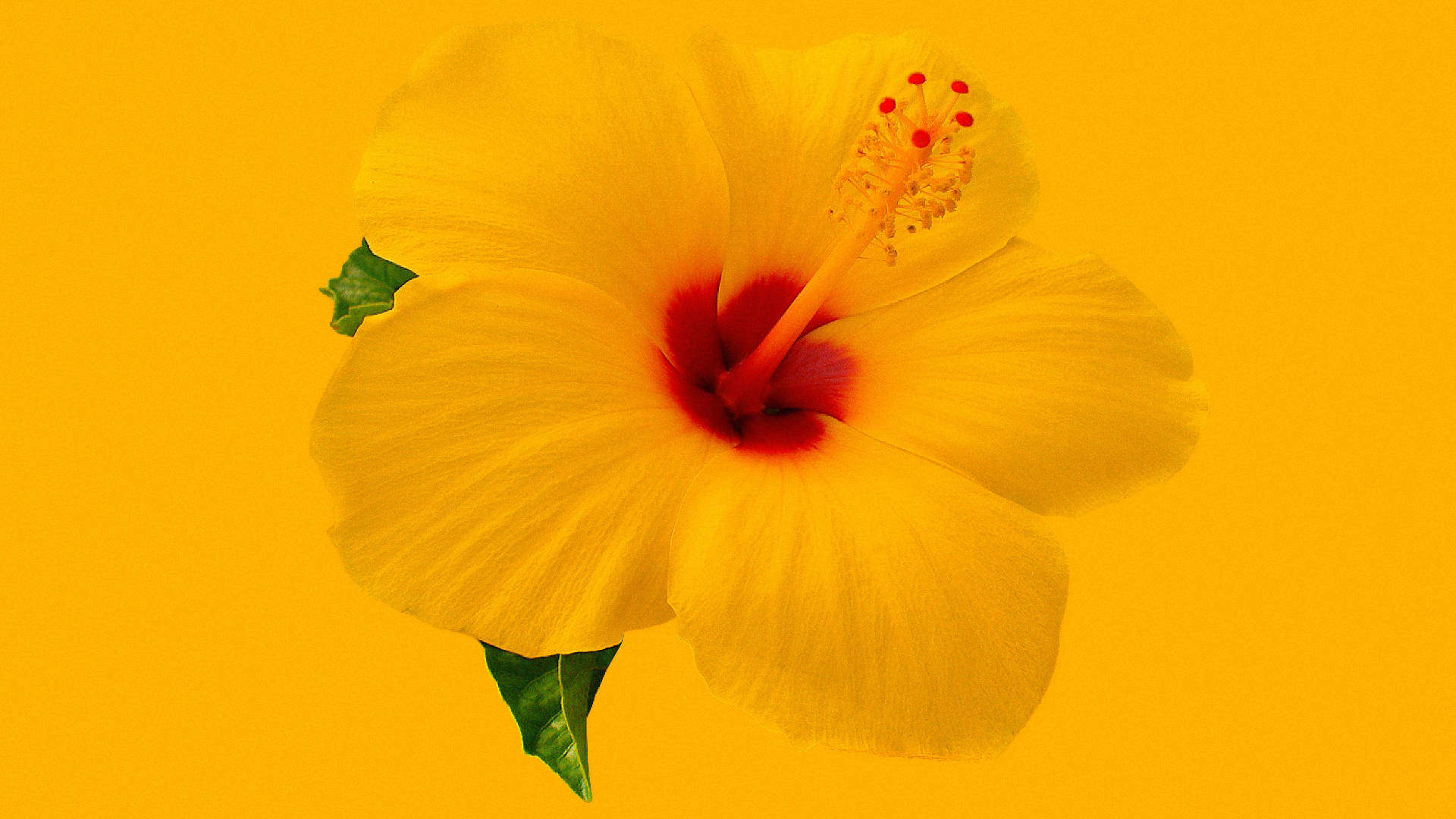 一朵明亮的黃色芙蓉花，帶有紅色花心和綠色葉子，背景為黃色。