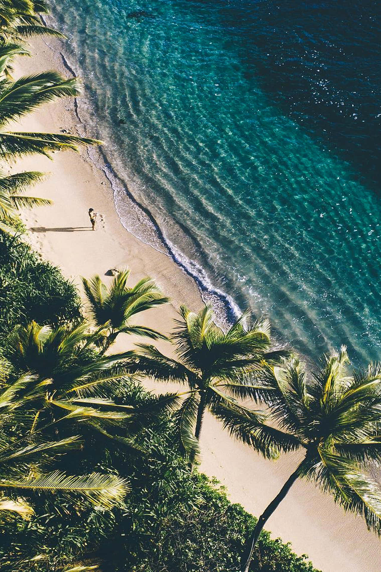 一個人在熱帶海灘上獨自行走，周圍有棕櫚樹和碧綠的海水。 — 美景 壁紙