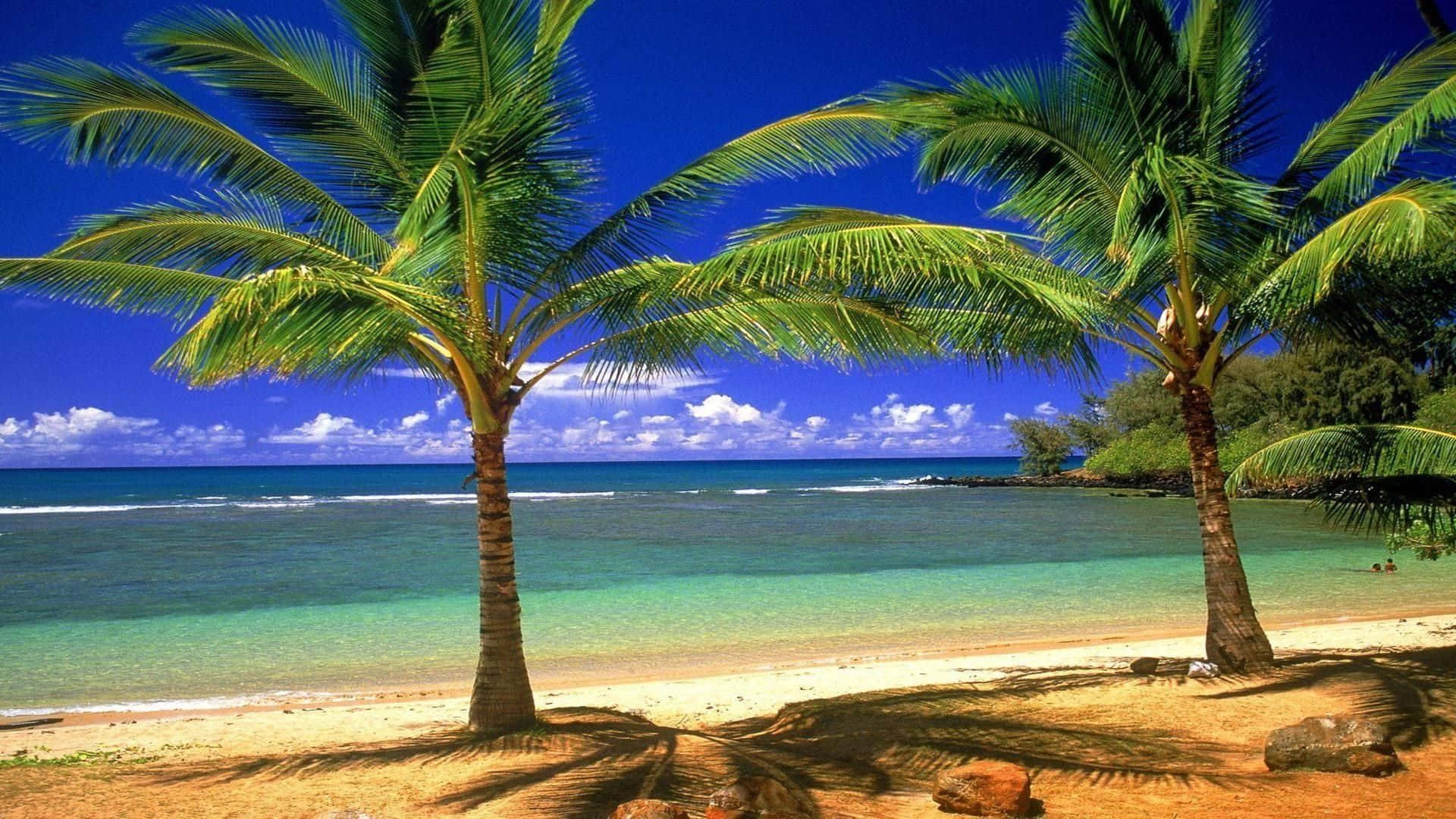 夏威夷棕櫚海灘風景 壁紙 — 兩棵棕櫚樹在沙灘上投下長長的影子，旁邊是碧綠的海水，上方是明亮的藍天和蓬鬆的白雲。