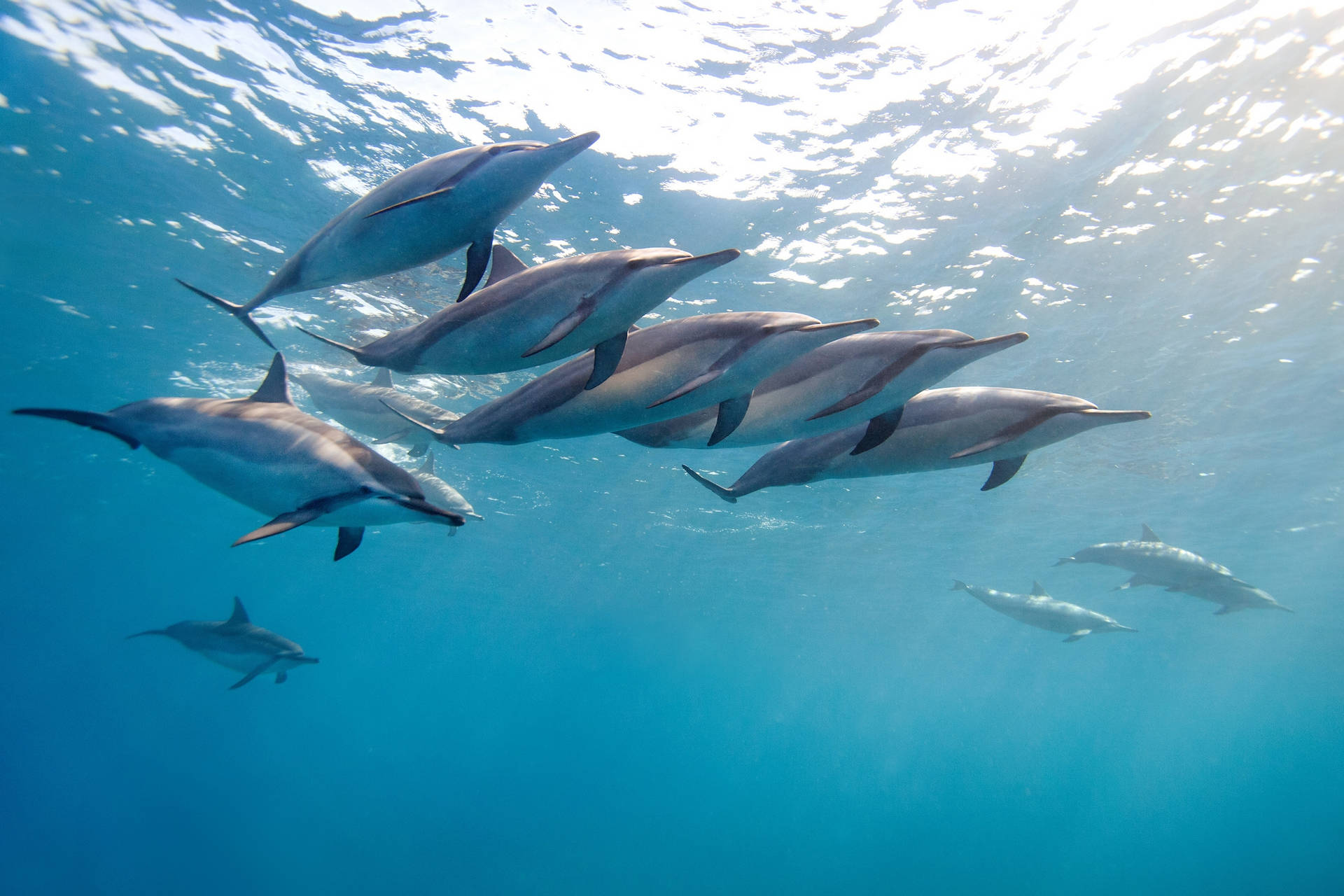 海豚在清澈的藍色海洋中一起游泳，上方有陽光。