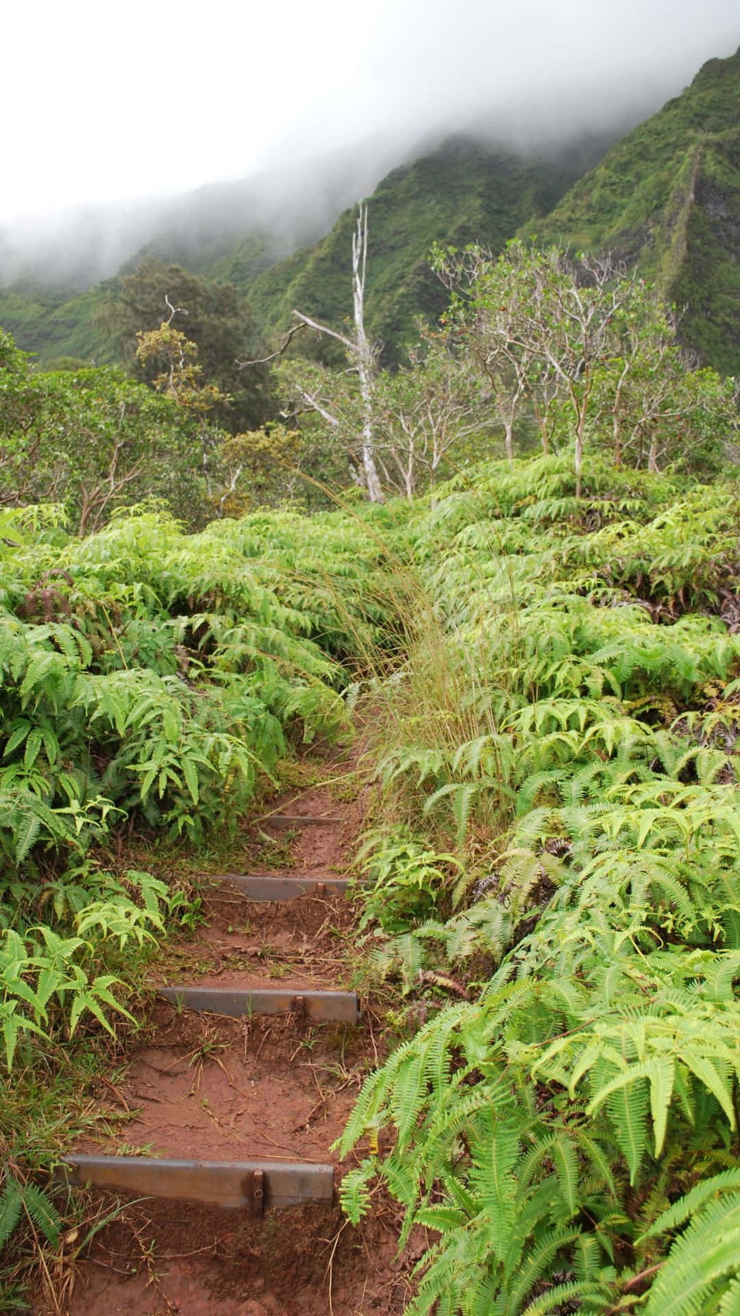 蜿蜒小徑穿過蕨類植物通往霧氣山脈
