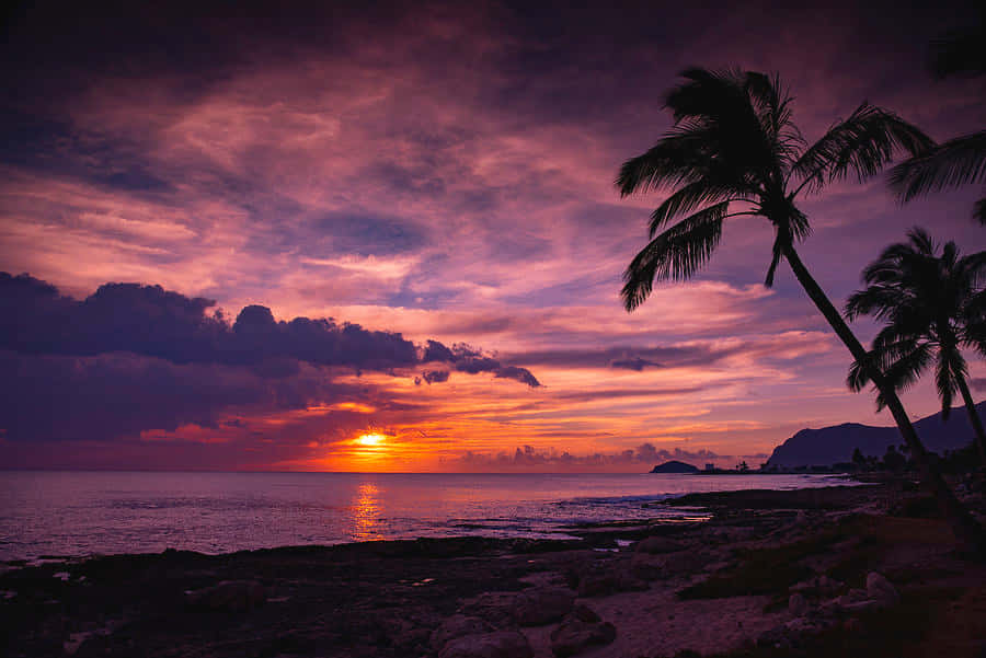 夏威夷紫色夕陽風景 壁紙 — 充滿活力的日落將天空染成火熱的橙色和深紫色，棕櫚樹在海洋地平線上形成剪影。