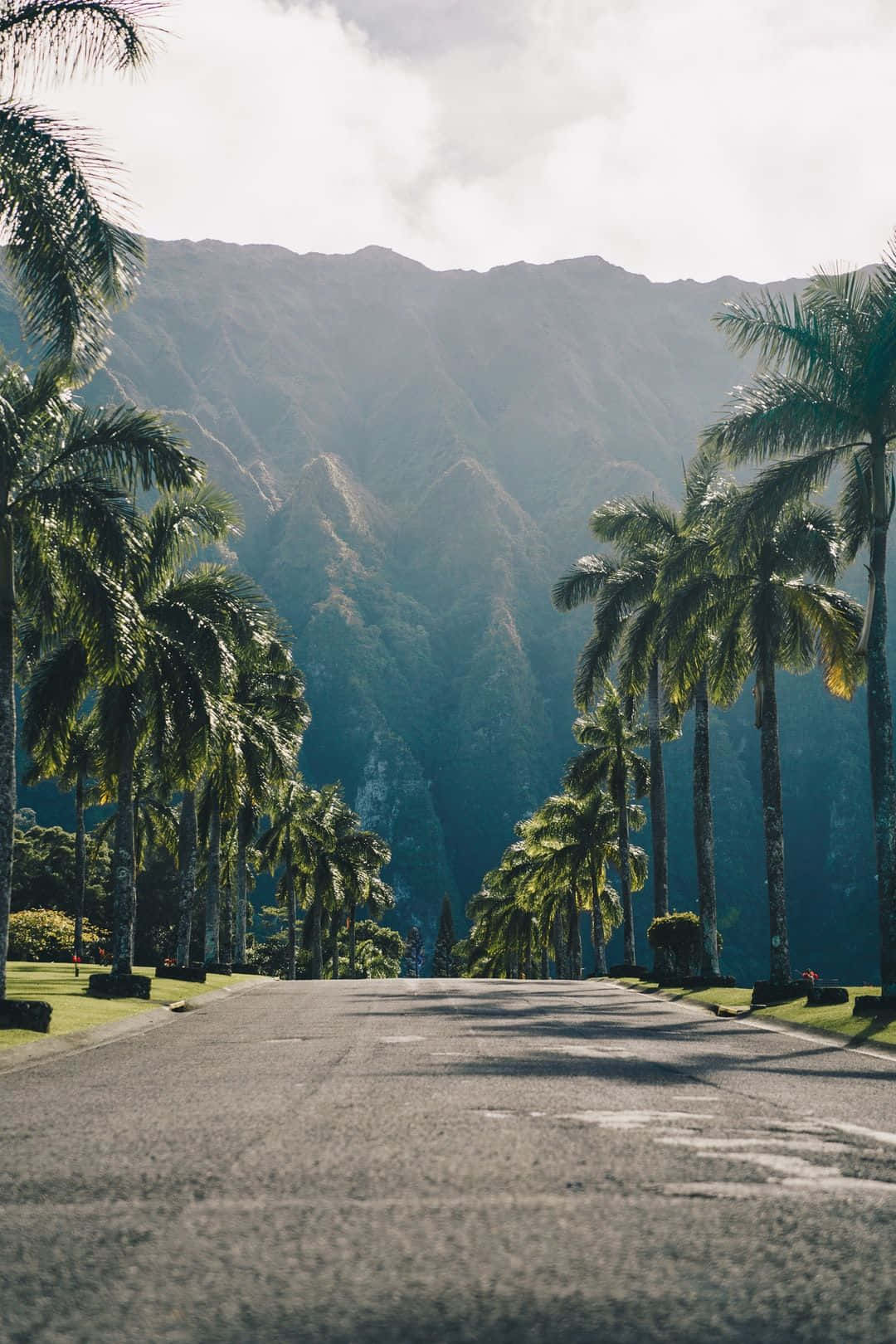 棕櫚樹成蔭的道路，通往熱帶日光下的山脈