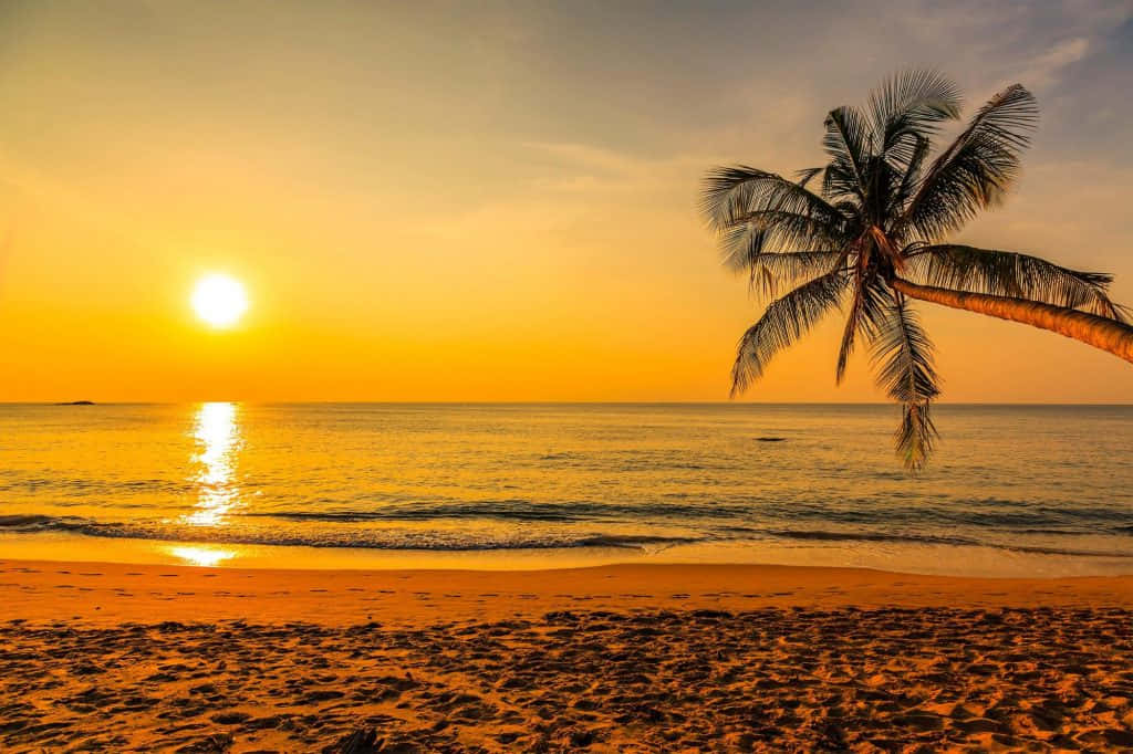 夏威夷黃色日落圖 壁紙 — 一棵孤獨的棕櫚樹斜倚在金色沙灘上，夕陽在平靜的海面上落下，灑下溫暖的光芒。